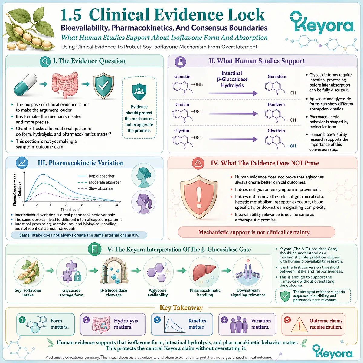 Human pharmacokinetic evidence supports soy isoflavone hydrolysis, aglycone availability, and variable ER-β signaling potential. Human pharmacokinetic evidence supports soy isoflavone hydrolysis, aglycone availability, and variable ER-β signaling potential.