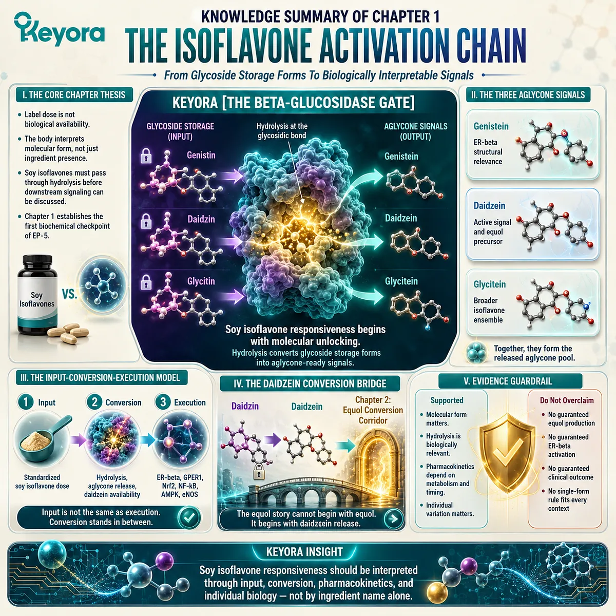 Soy isoflavone hydrolysis and aglycone release govern daidzein availability, ER-β signaling, and microbiota-driven bioavailability variability. Soy isoflavone hydrolysis and aglycone release govern daidzein availability, ER-β signaling, and microbiota-driven bioavailability variability.