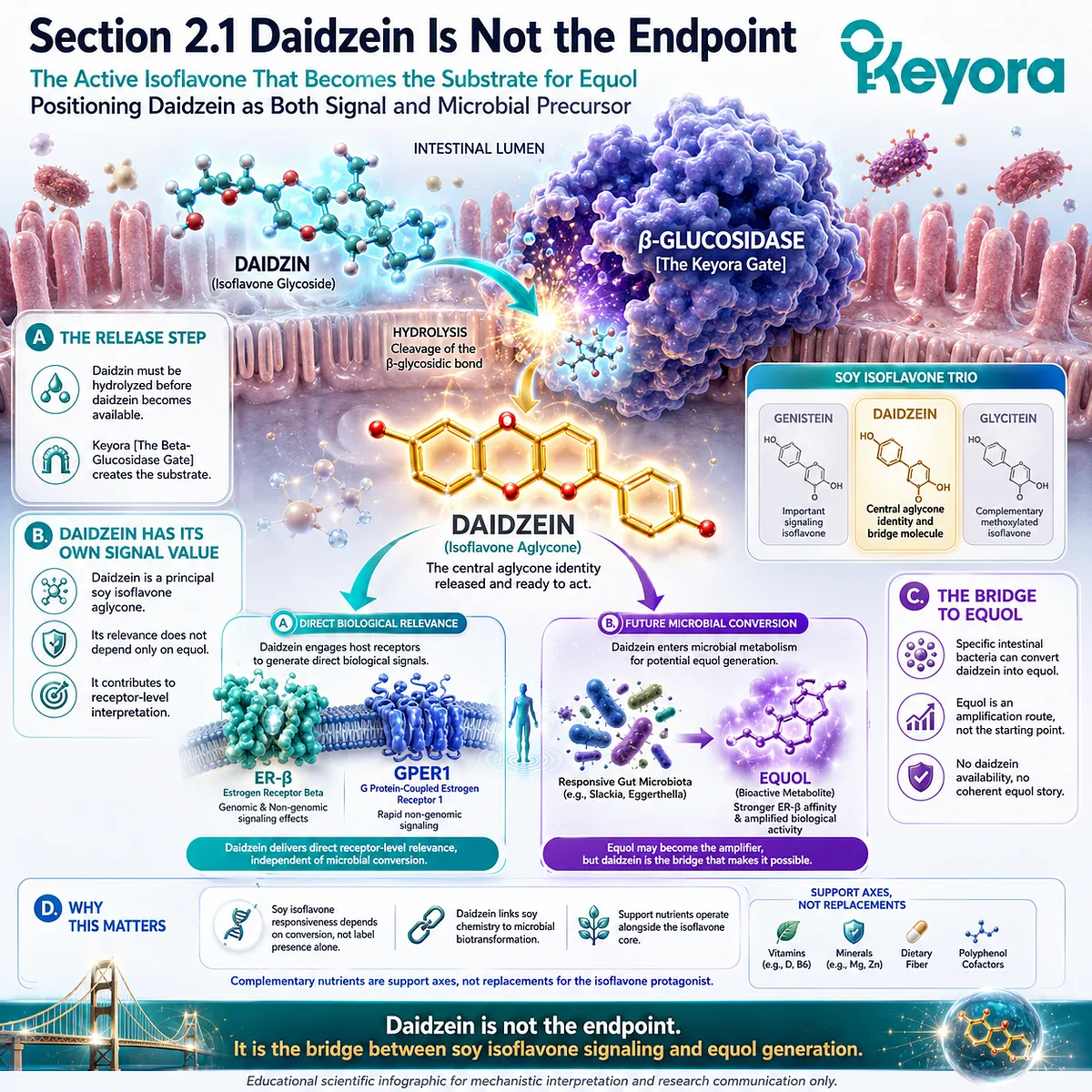 Keyora Daidzein Conversion Corridor integrates ER-β signaling, microbial precursor activation, and endocrine translation architecture. Keyora Daidzein Conversion Corridor integrates ER-β signaling, microbial precursor activation, and endocrine translation architecture.