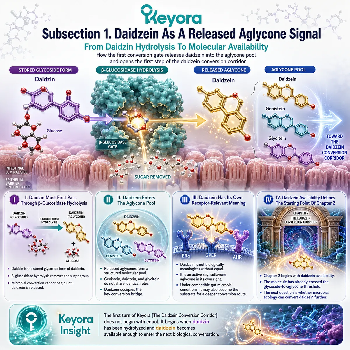 Keyora β-Glucosidase Gate releases daidzein into ER-β signaling and microbial conversion pathways driving endocrine responsiveness. Keyora β-Glucosidase Gate releases daidzein into ER-β signaling and microbial conversion pathways driving endocrine responsiveness.