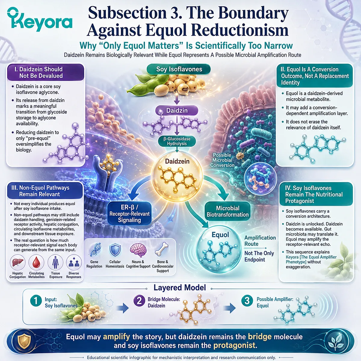 Keyora Equol Amplifier Phenotype preserves daidzein signaling, microbial conversion diversity, and ER-β endocrine architecture balance. Keyora Equol Amplifier Phenotype preserves daidzein signaling, microbial conversion diversity, and ER-β endocrine architecture balance.