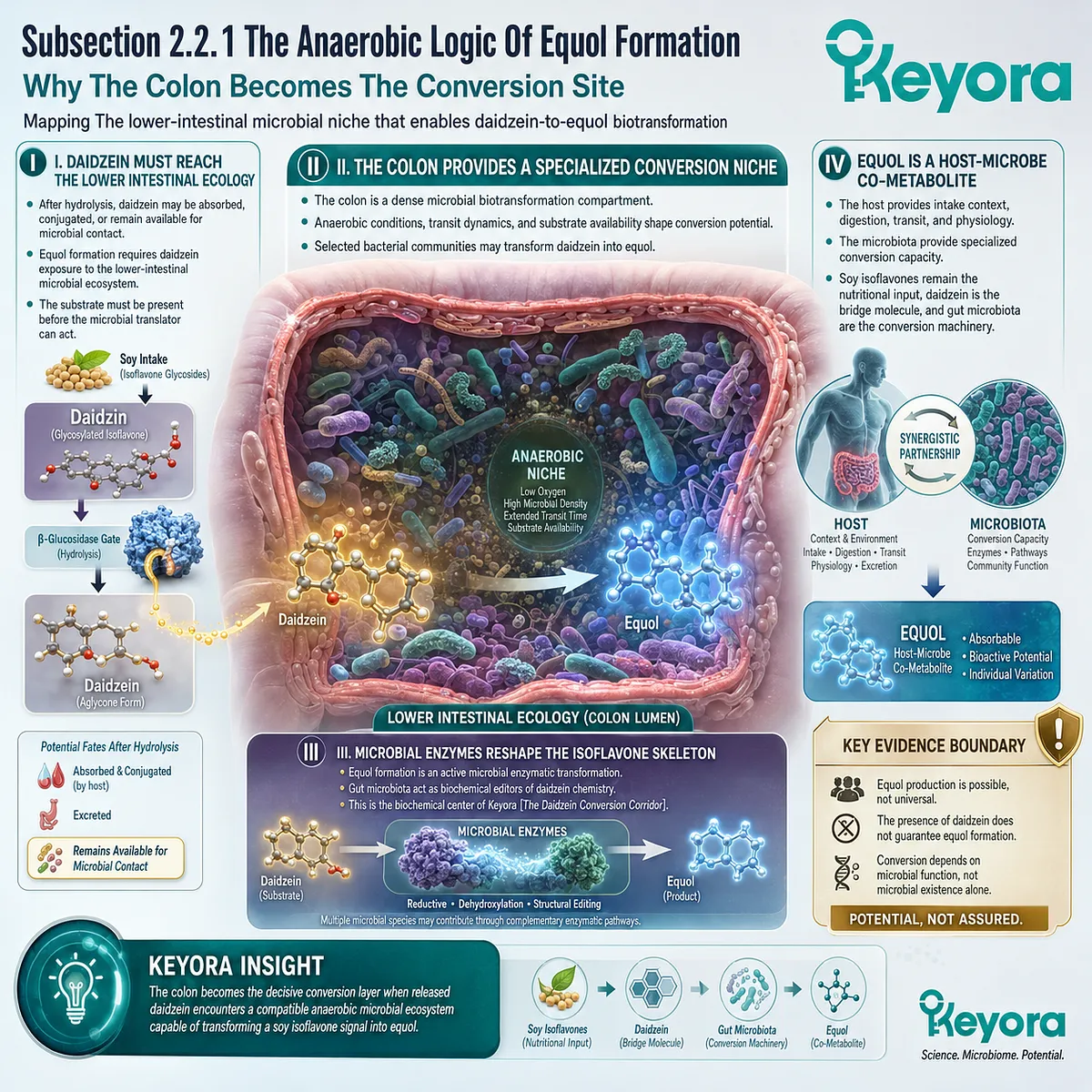 Keyora Daidzein Conversion Corridor maps anaerobic gut microbiota conversion, equol formation, and ER-β endocrine signaling. Keyora Daidzein Conversion Corridor maps anaerobic gut microbiota conversion, equol formation, and ER-β endocrine signaling.