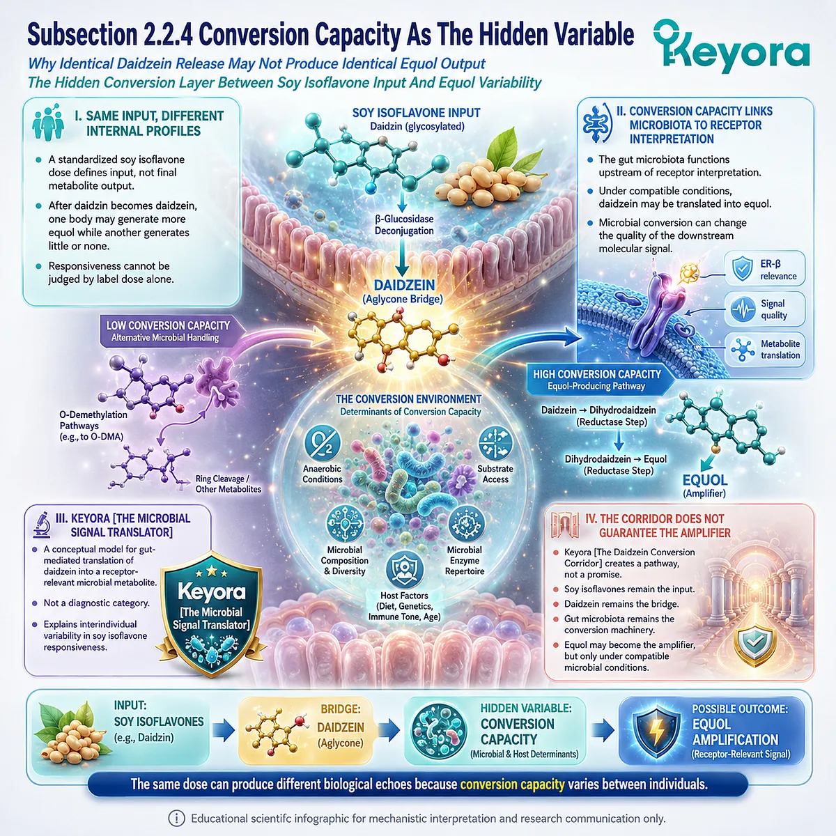 Keyora Microbial Signal Translator governs daidzein conversion capacity, equol amplification, and ER-β signaling divergence. Keyora Microbial Signal Translator governs daidzein conversion capacity, equol amplification, and ER-β signaling divergence.