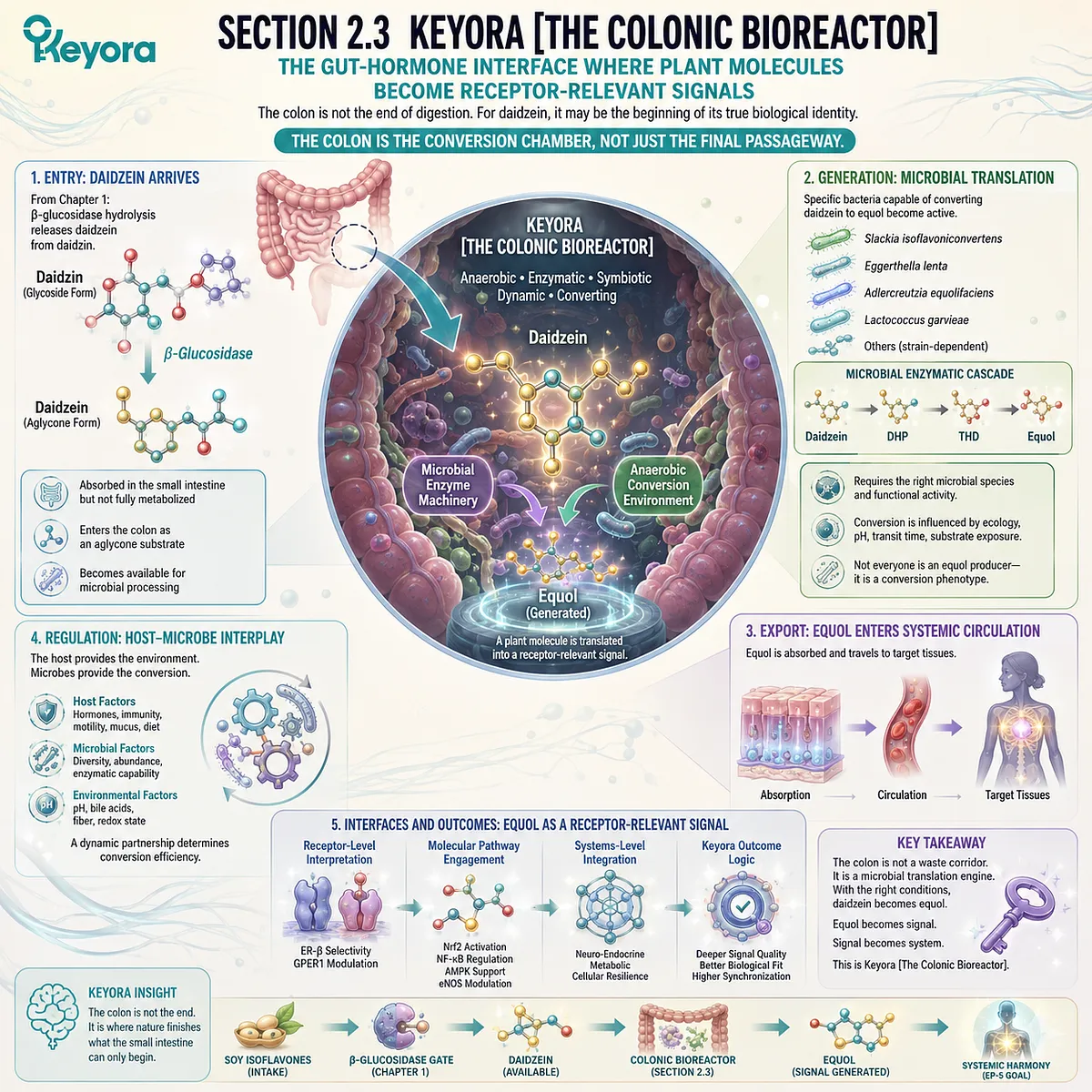 Keyora Colonic Bioreactor integrates anaerobic microbiota conversion, daidzein metabolism, and ER-β receptor signal translation. Keyora Colonic Bioreactor integrates anaerobic microbiota conversion, daidzein metabolism, and ER-β receptor signal translation.
