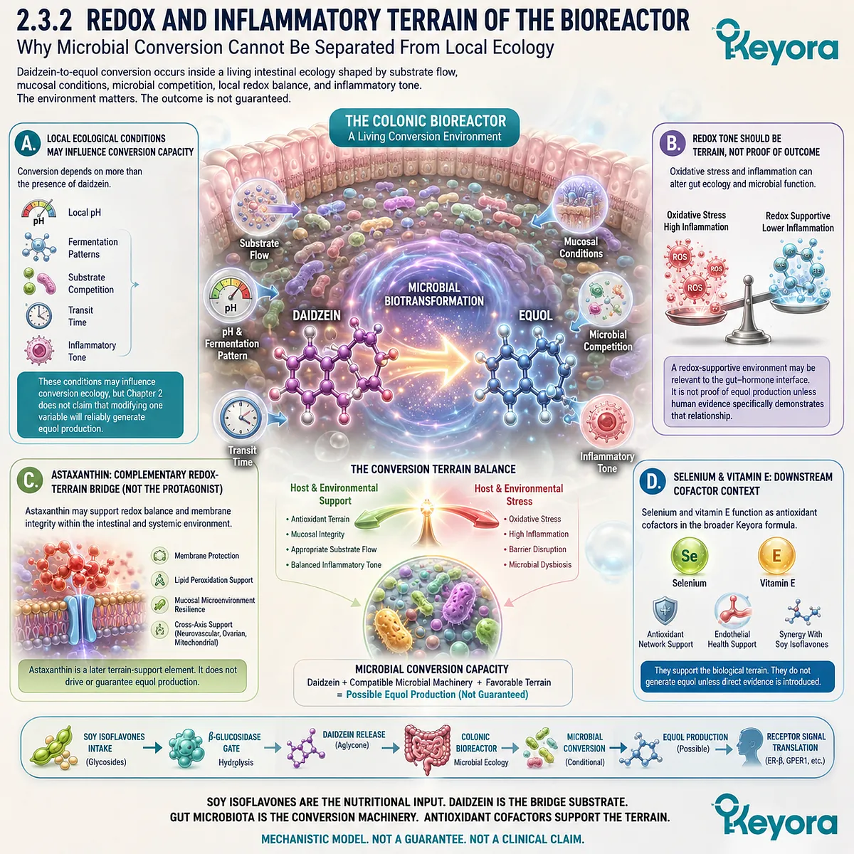 Keyora Colonic Bioreactor integrates redox terrain, microbial ecology, and daidzein conversion into endocrine signal translation. Keyora Colonic Bioreactor integrates redox terrain, microbial ecology, and daidzein conversion into endocrine signal translation.