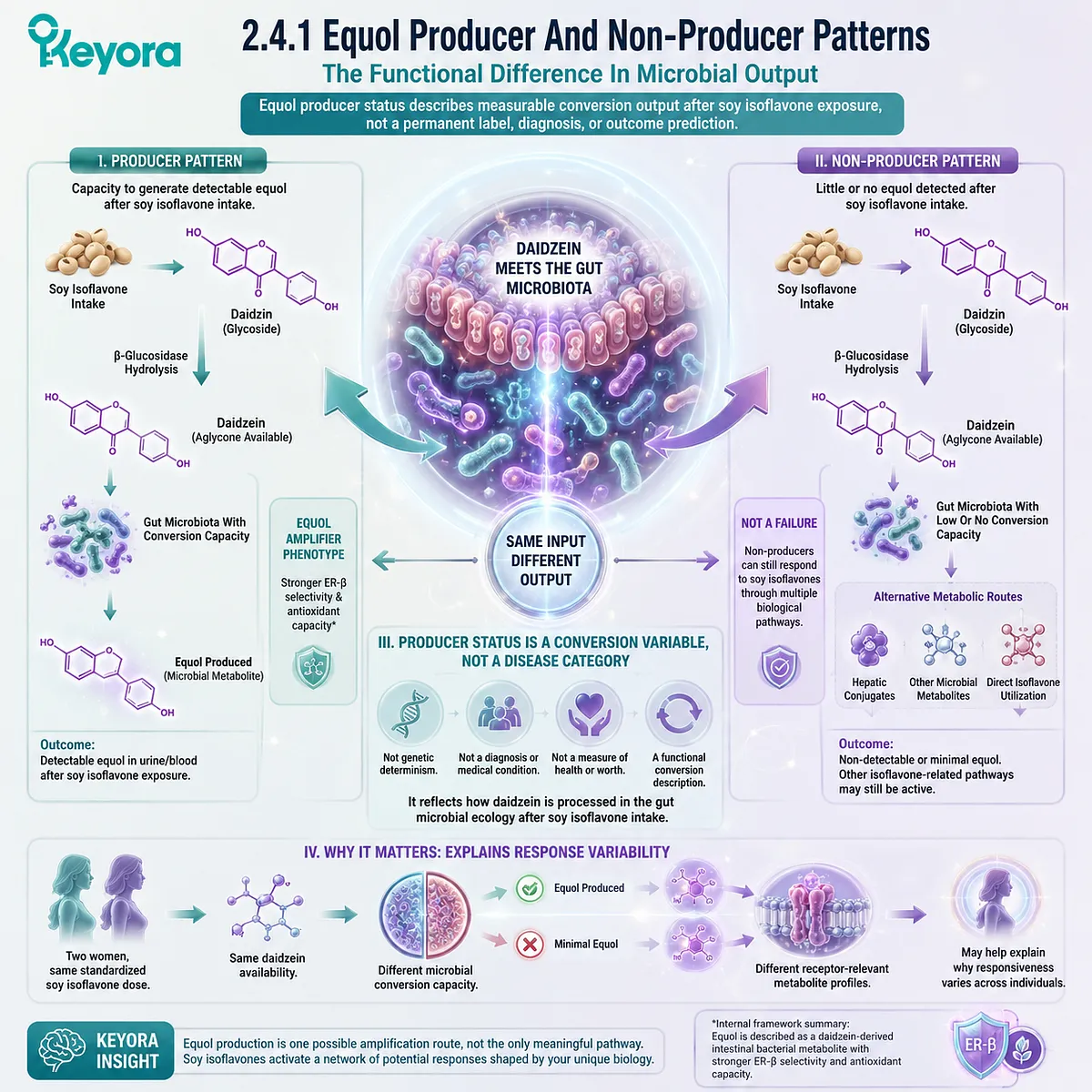 Keyora Equol Response Divide maps microbial conversion phenotypes, daidzein metabolism, and receptor-relevant signaling variability. Keyora Equol Response Divide maps microbial conversion phenotypes, daidzein metabolism, and receptor-relevant signaling variability.