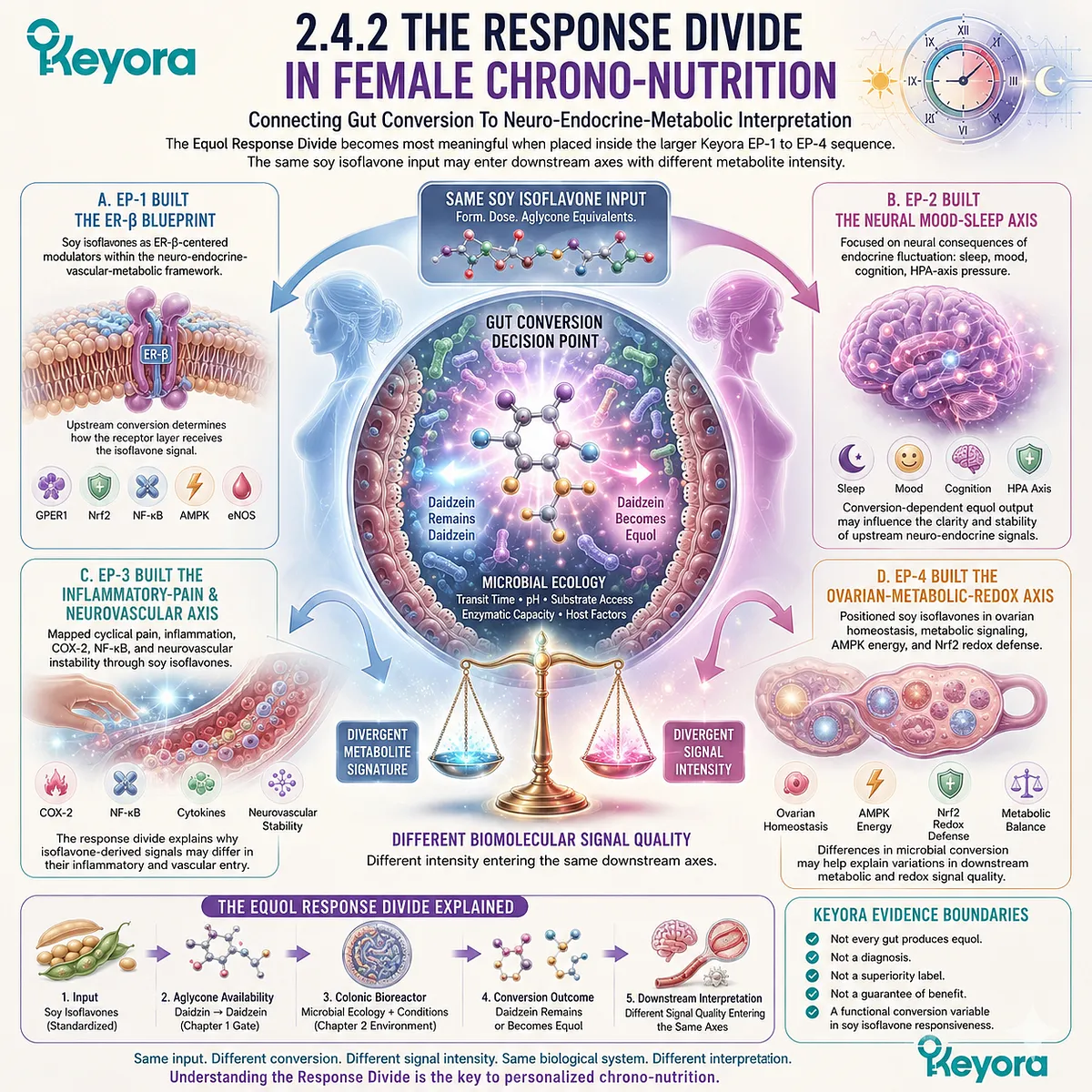 Keyora Equol Response Divide links gut conversion variability with ER-β, neuro-endocrine, inflammatory, and metabolic signaling. Keyora Equol Response Divide links gut conversion variability with ER-β, neuro-endocrine, inflammatory, and metabolic signaling.