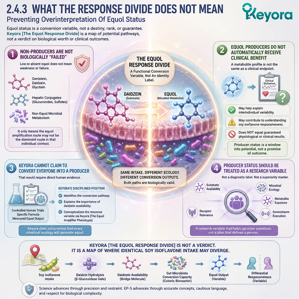 Keyora Equol Response Divide protects evidence boundaries around microbial conversion, receptor signaling, and precision nutrition variability. Keyora Equol Response Divide protects evidence boundaries around microbial conversion, receptor signaling, and precision nutrition variability.