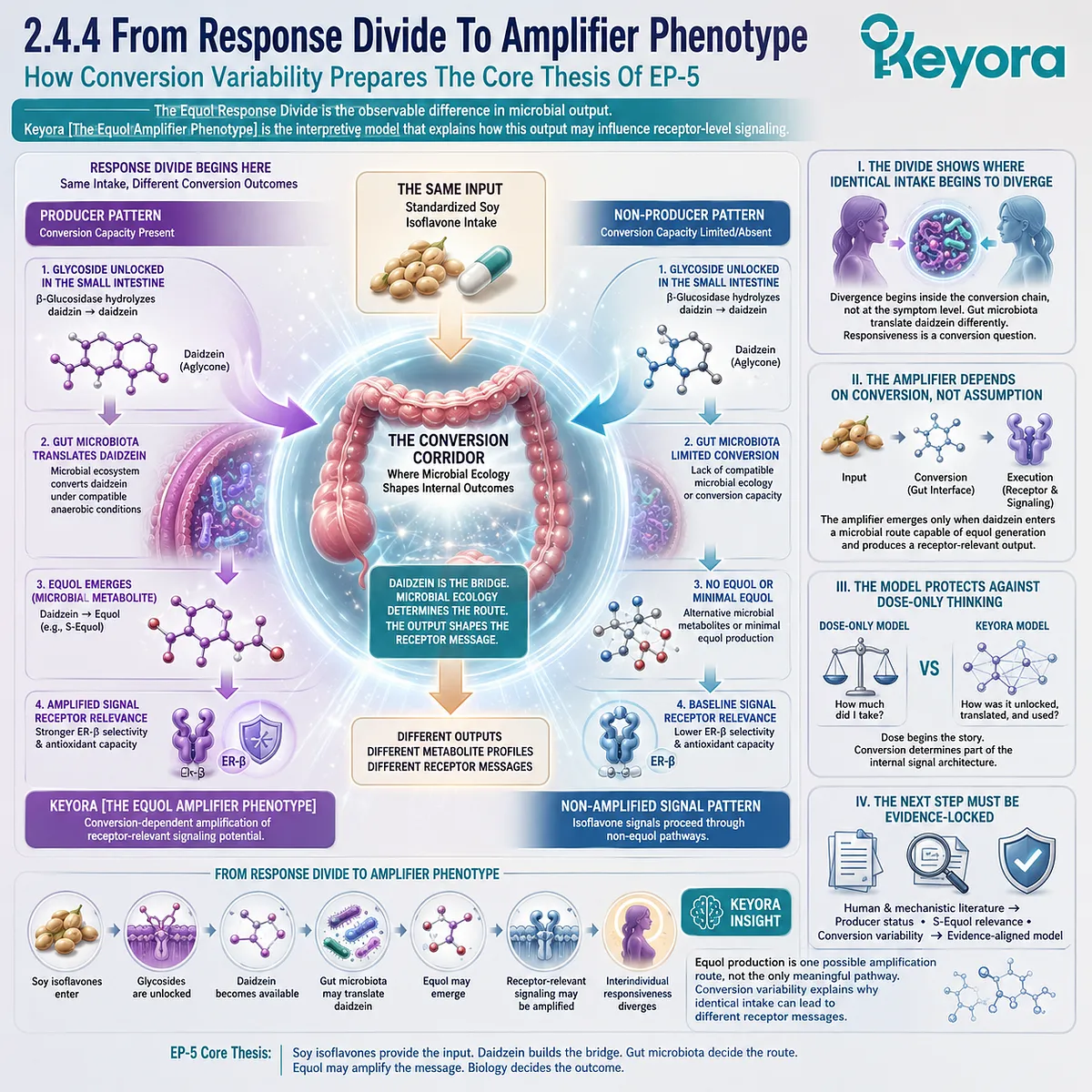 Keyora Equol Amplifier Phenotype links microbial conversion divergence, receptor signaling intensity, and endocrine response architecture. Keyora Equol Amplifier Phenotype links microbial conversion divergence, receptor signaling intensity, and endocrine response architecture.
