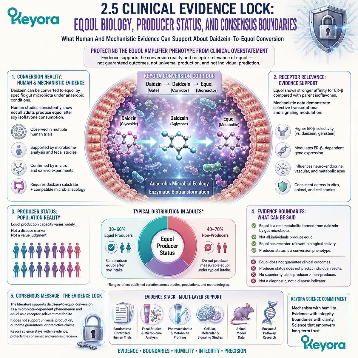Keyora Equol Amplifier Phenotype aligns gut microbiota conversion evidence, daidzein metabolism, and ER-β receptor relevance. Keyora Equol Amplifier Phenotype aligns gut microbiota conversion evidence, daidzein metabolism, and ER-β receptor relevance.