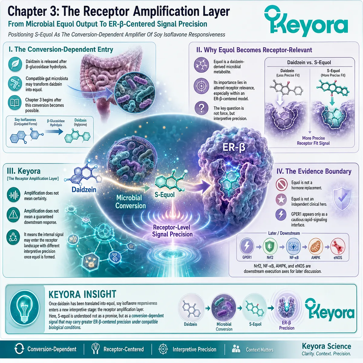 S-Equol enters the ER-β receptor corridor, amplifying Neuro-Endocrine precision through conversion-dependent Systemic Regulator signaling. S-Equol enters the ER-β receptor corridor, amplifying Neuro-Endocrine precision through conversion-dependent Systemic Regulator signaling.