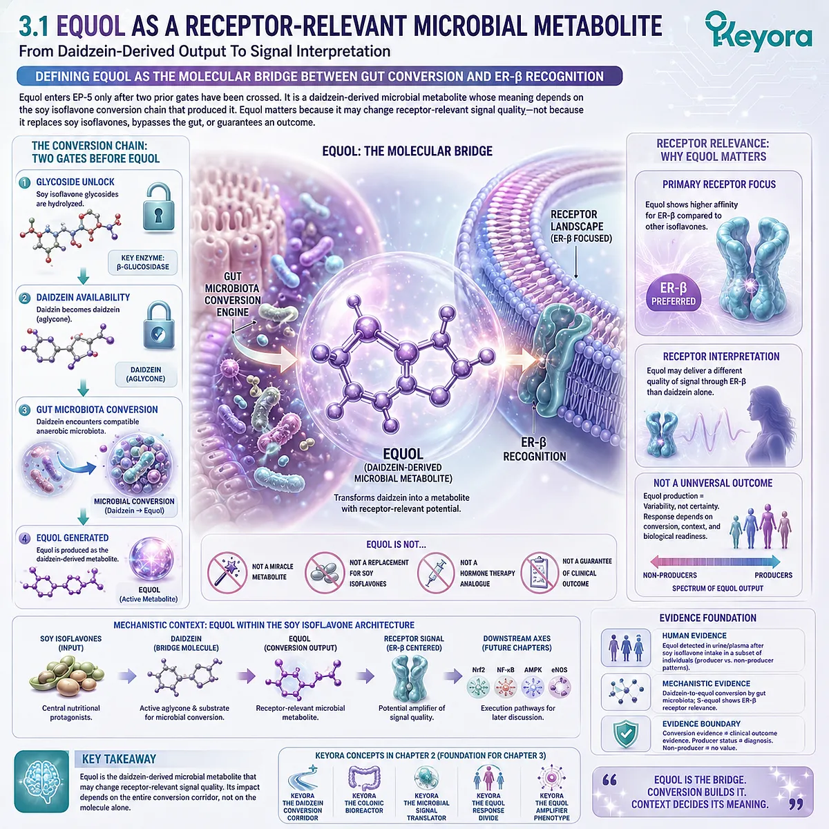 Daidzein-derived S-equol enters the ER-β signal corridor, refining Systemic Regulator precision through receptor-relevant microbial translation. Daidzein-derived S-equol enters the ER-β signal corridor, refining Systemic Regulator precision through receptor-relevant microbial translation.