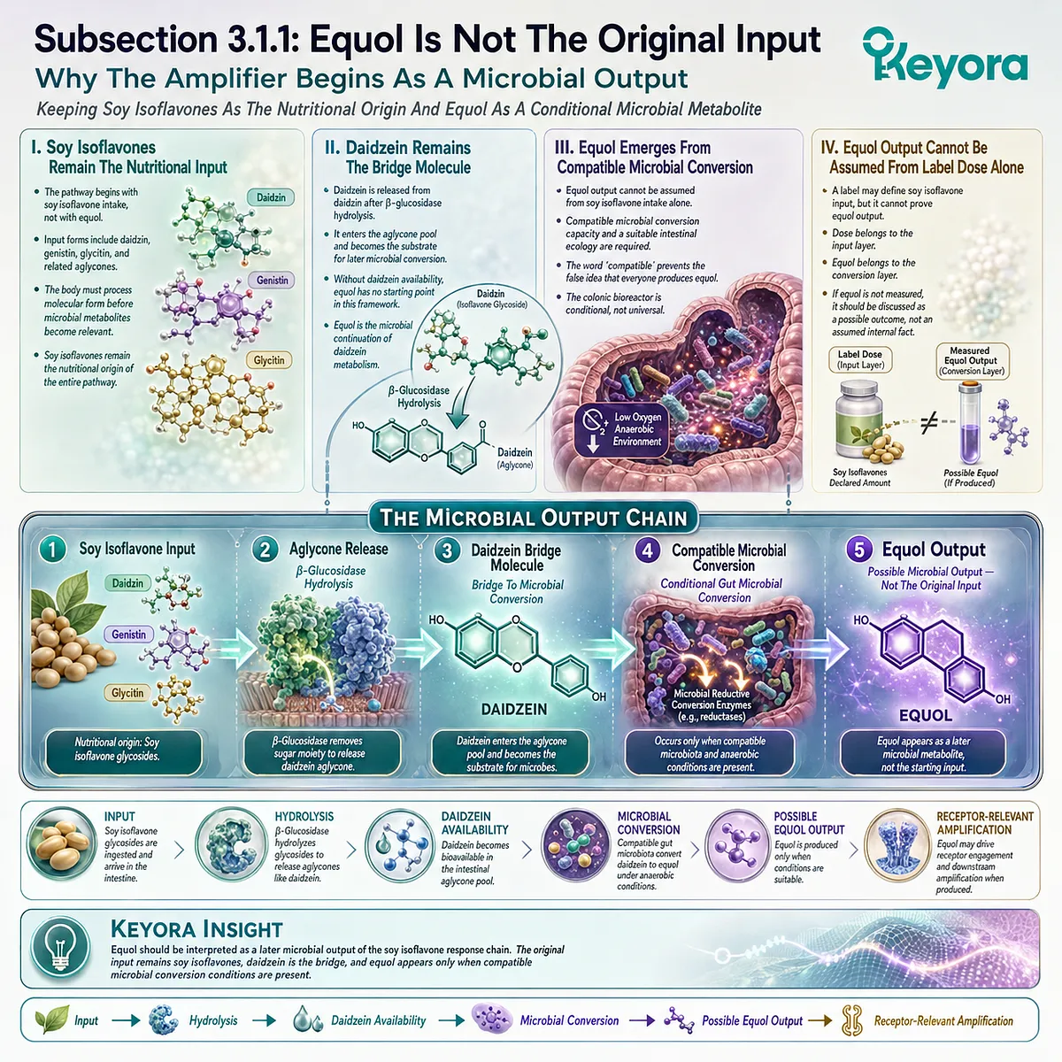 Soy isoflavones drive daidzein conversion into S-equol, enabling ER-β Systemic Regulator precision through microbial compatibility. Soy isoflavones drive daidzein conversion into S-equol, enabling ER-β Systemic Regulator precision through microbial compatibility.