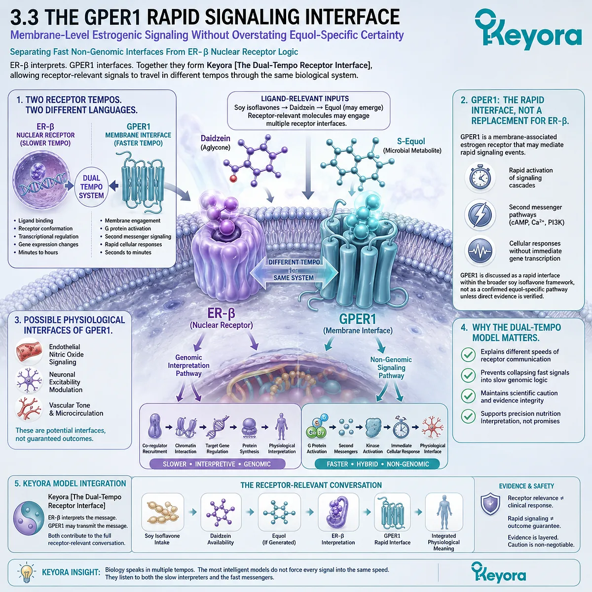 GPER1 rapid signaling complements ER-β Systemic Regulator pathways through Dual-Tempo receptor interpretation across vascular and neuronal networks. GPER1 rapid signaling complements ER-β Systemic Regulator pathways through Dual-Tempo receptor interpretation across vascular and neuronal networks.
