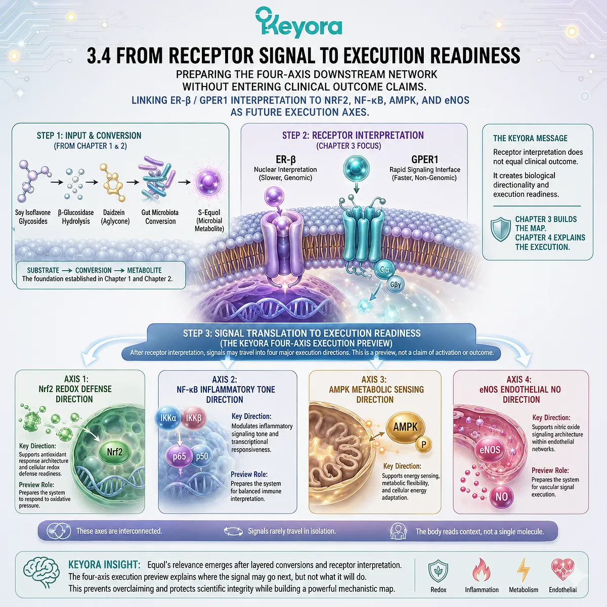 ER-β and GPER1 signaling prepare Nrf2, NF-κB, AMPK, and eNOS Systemic Regulator execution across metabolic and vascular axes. ER-β and GPER1 signaling prepare Nrf2, NF-κB, AMPK, and eNOS Systemic Regulator execution across metabolic and vascular axes.