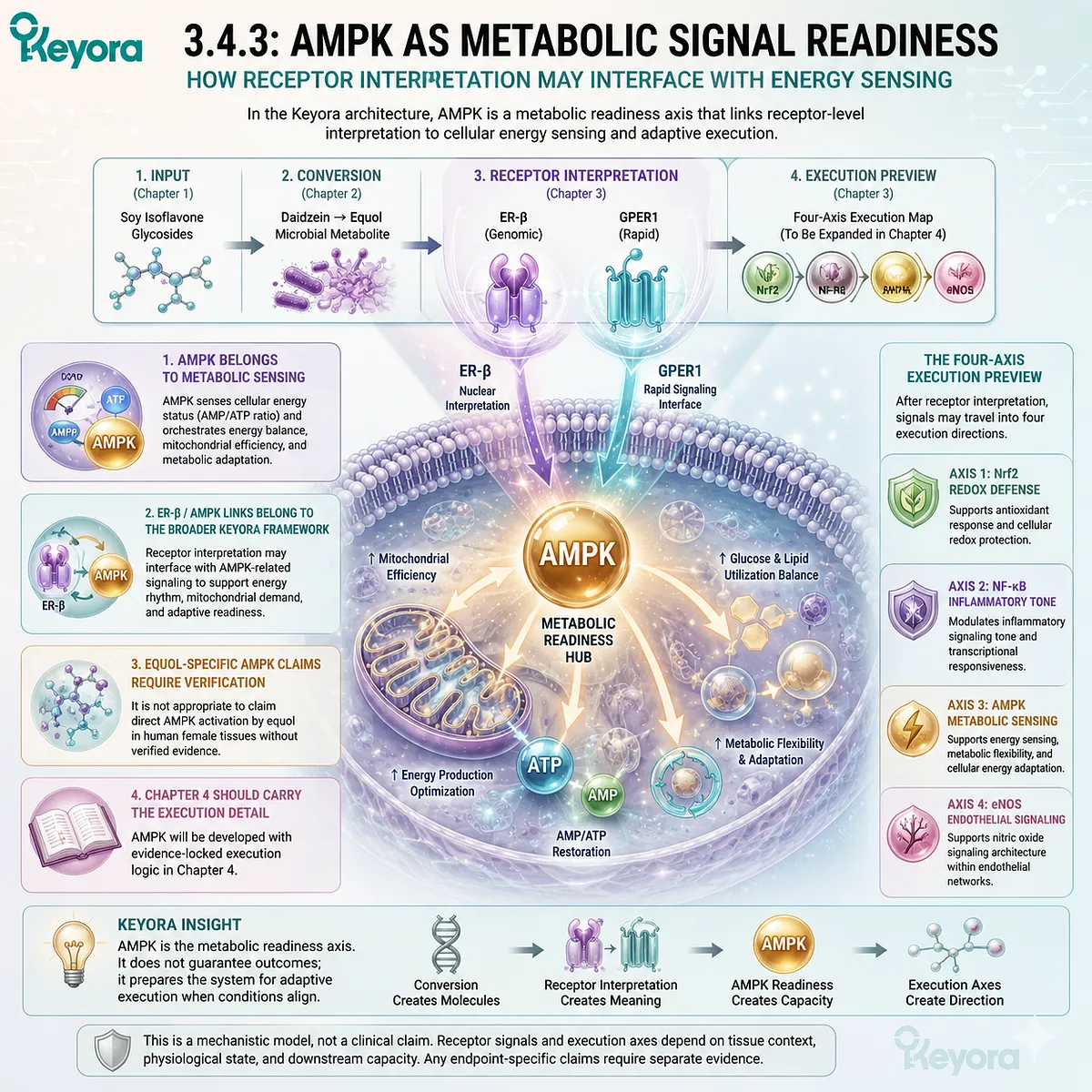 ER-β receptor signaling prepares AMPK Systemic Regulator metabolic readiness through cellular energy sensing and mitochondrial adaptation pathways. ER-β receptor signaling prepares AMPK Systemic Regulator metabolic readiness through cellular energy sensing and mitochondrial adaptation pathways.