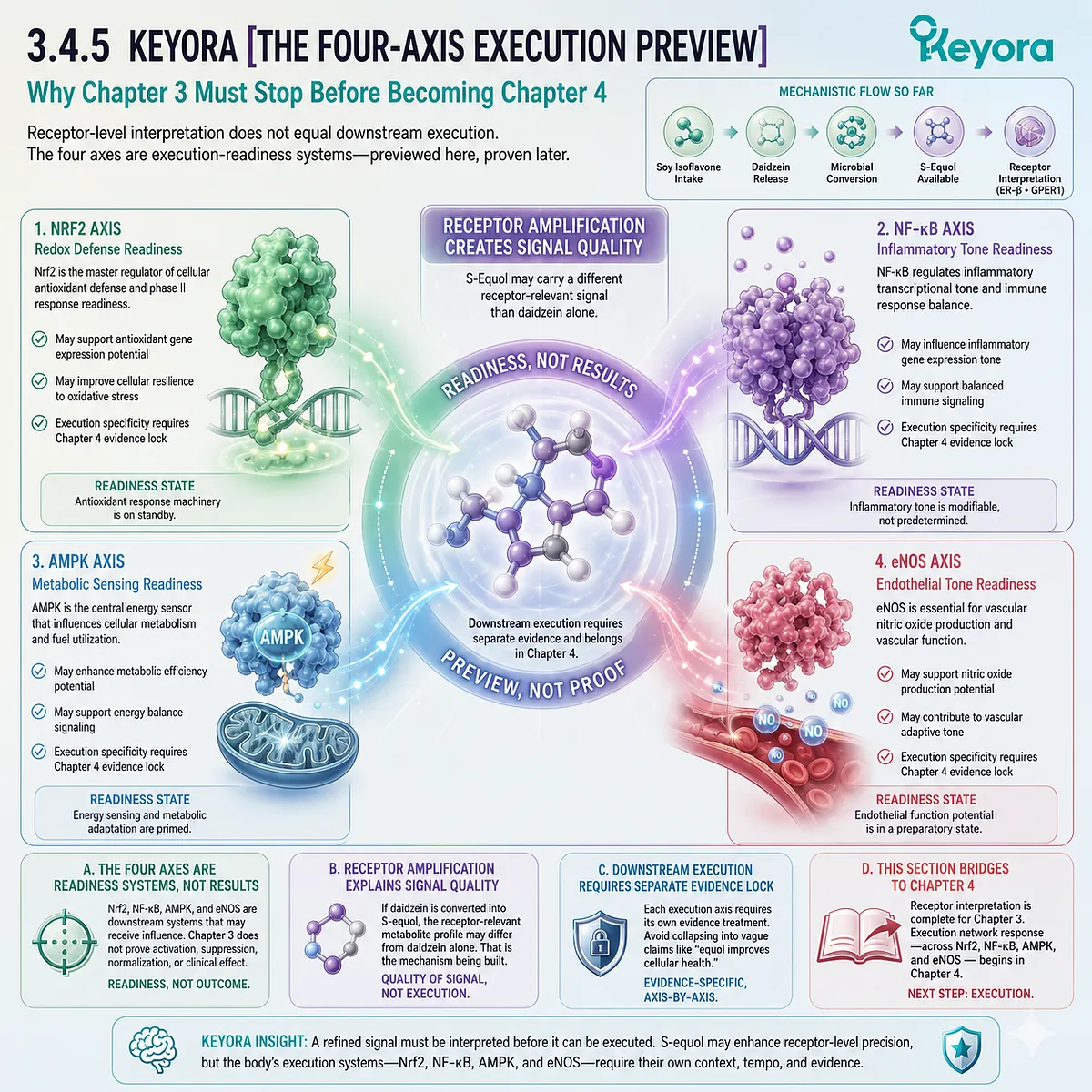 Nrf2, NF-κB, AMPK, and eNOS form the Four-Axis Systemic Regulator execution preview downstream of ER-β receptor interpretation. Nrf2, NF-κB, AMPK, and eNOS form the Four-Axis Systemic Regulator execution preview downstream of ER-β receptor interpretation.