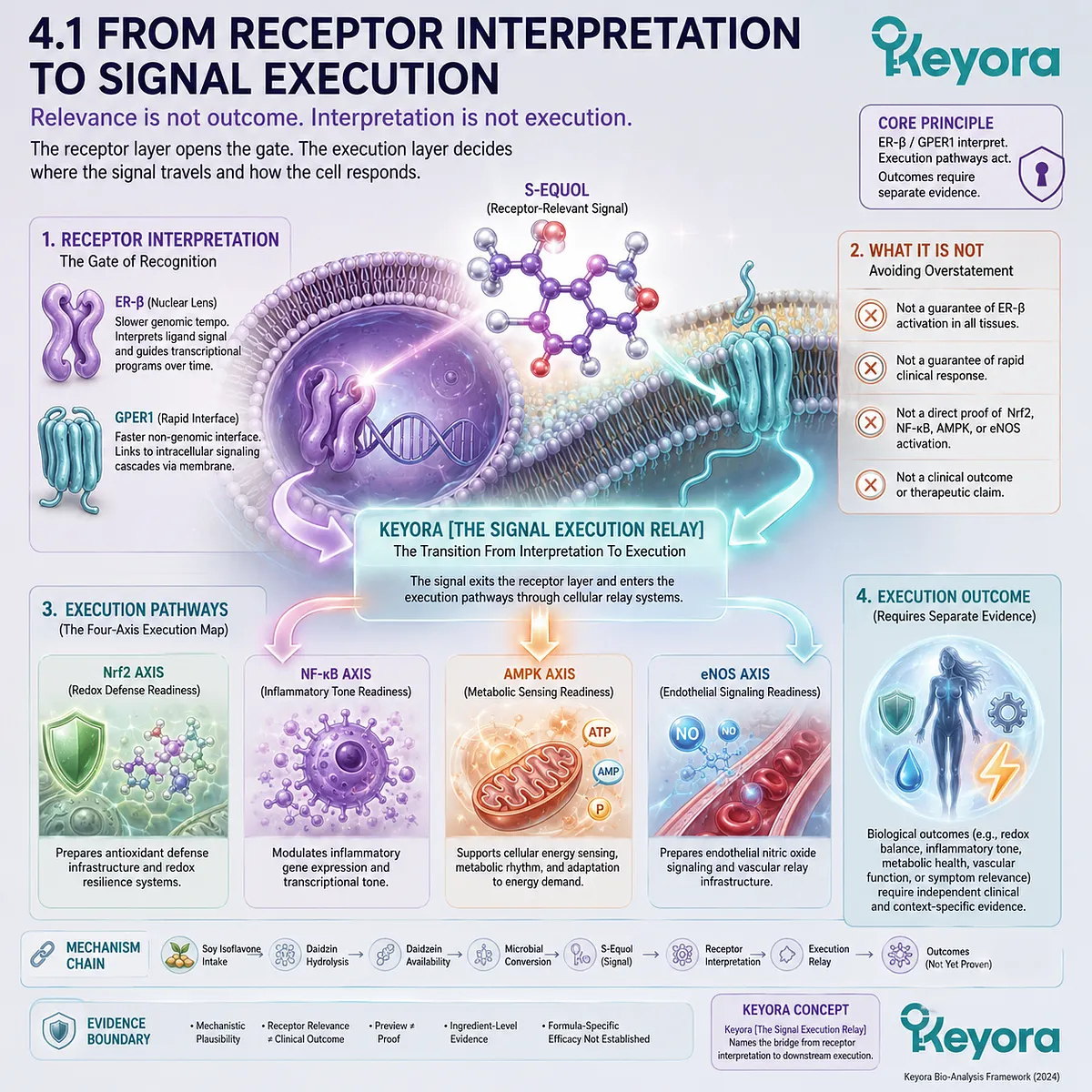 ER-β and GPER1 route soy isoflavone interpretation into Nrf2, NF-κB, AMPK, and eNOS execution network signaling. ER-β and GPER1 route soy isoflavone interpretation into Nrf2, NF-κB, AMPK, and eNOS execution network signaling.