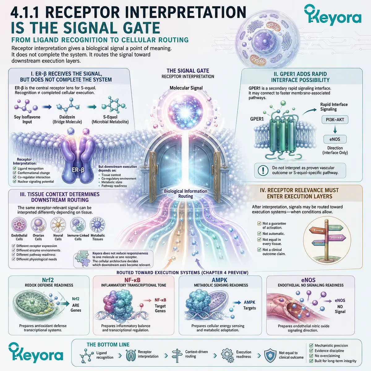 ER-β and GPER1 route tissue-specific soy isoflavone signals into Nrf2, NF-κB, AMPK, and eNOS execution readiness. ER-β and GPER1 route tissue-specific soy isoflavone signals into Nrf2, NF-κB, AMPK, and eNOS execution readiness.