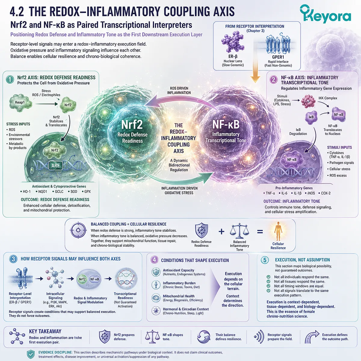 Nrf2 and NF-κB coordinate redox defense and inflammatory transcription within Keyora redox-inflammatory execution architecture. Nrf2 and NF-κB coordinate redox defense and inflammatory transcription within Keyora redox-inflammatory execution architecture.