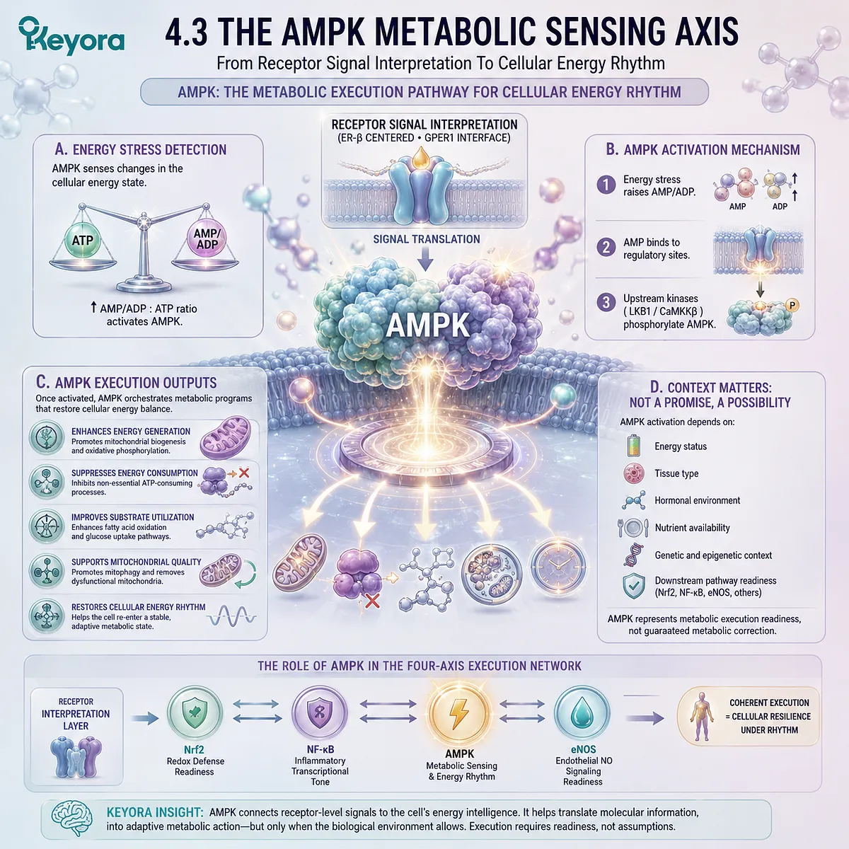 AMPK interprets cellular energy rhythm through soy isoflavone metabolic sensing within Keyora execution network architecture. AMPK interprets cellular energy rhythm through soy isoflavone metabolic sensing within Keyora execution network architecture.