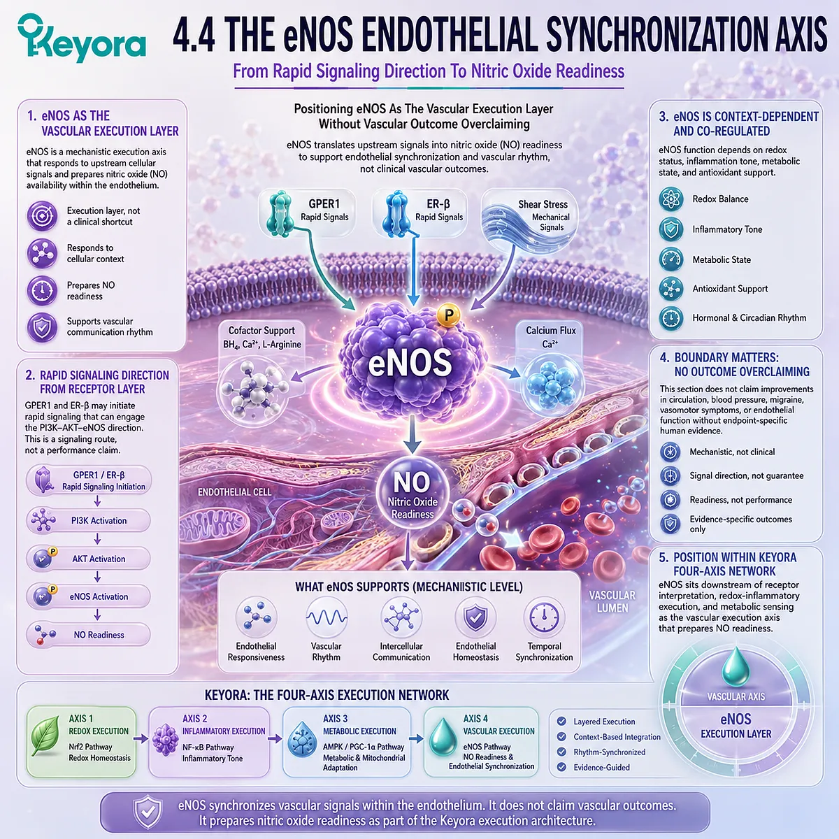 eNOS coordinates nitric oxide readiness and endothelial synchronization within Keyora vascular execution signaling architecture. eNOS coordinates nitric oxide readiness and endothelial synchronization within Keyora vascular execution signaling architecture.