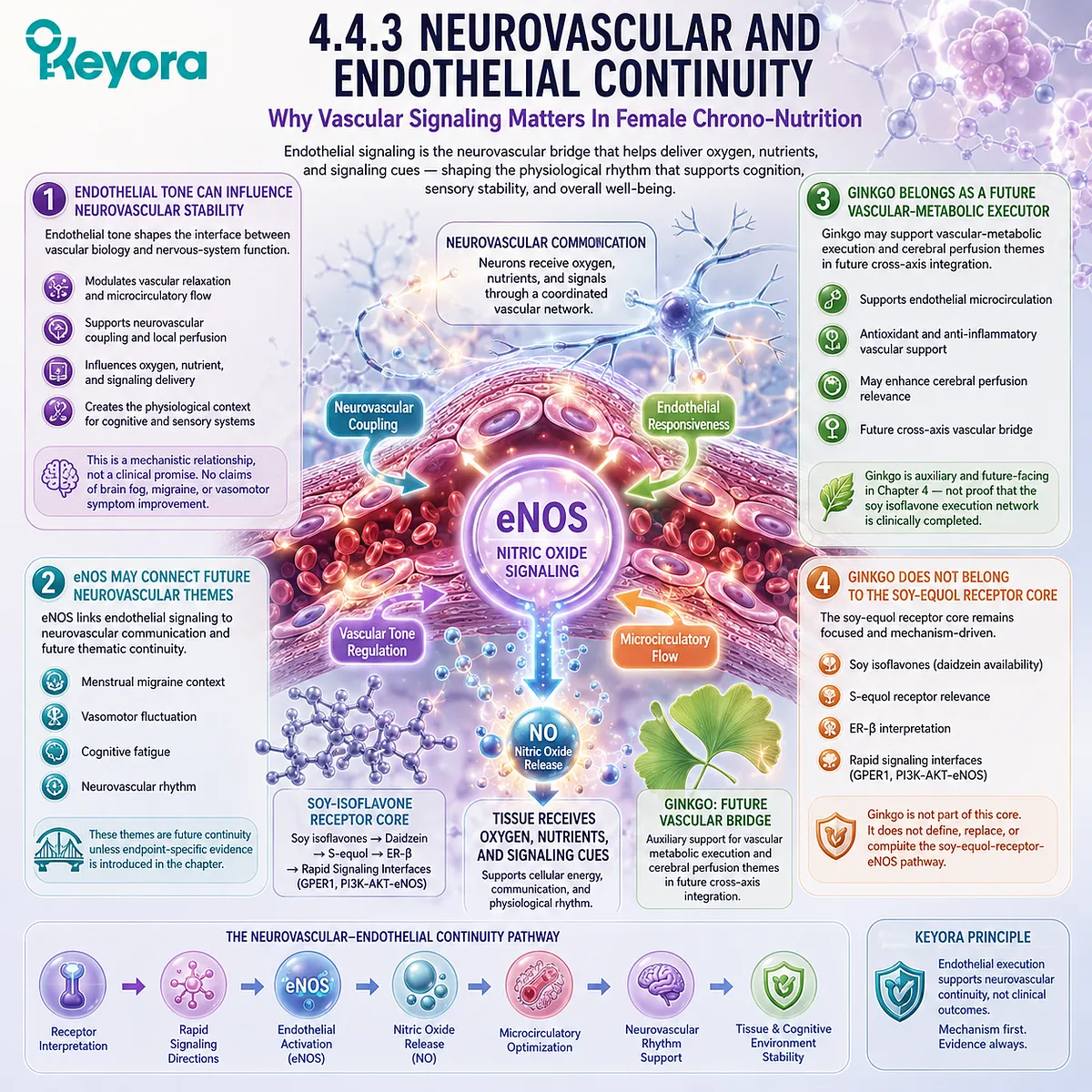 eNOS links endothelial signaling and neurovascular rhythm within Keyora female chrono-nutrition execution architecture. eNOS links endothelial signaling and neurovascular rhythm within Keyora female chrono-nutrition execution architecture.