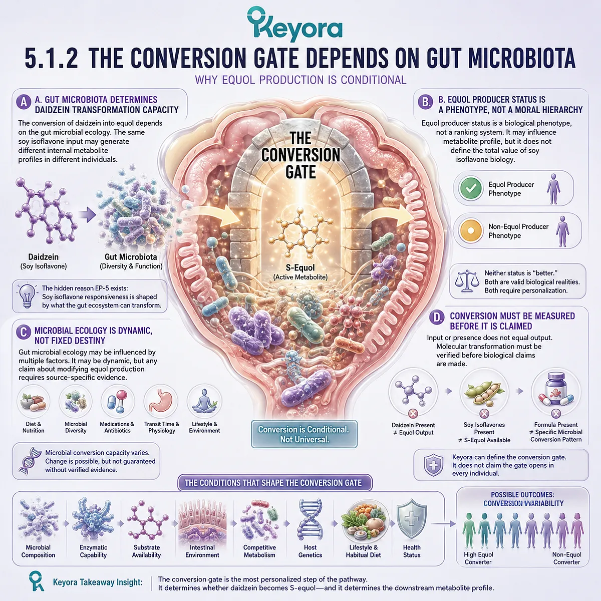 Gut microbiota governs daidzein-to-equol conversion, shaping ER-β signaling, metabolic variability, and precision-response architecture. Gut microbiota governs daidzein-to-equol conversion, shaping ER-β signaling, metabolic variability, and precision-response architecture.