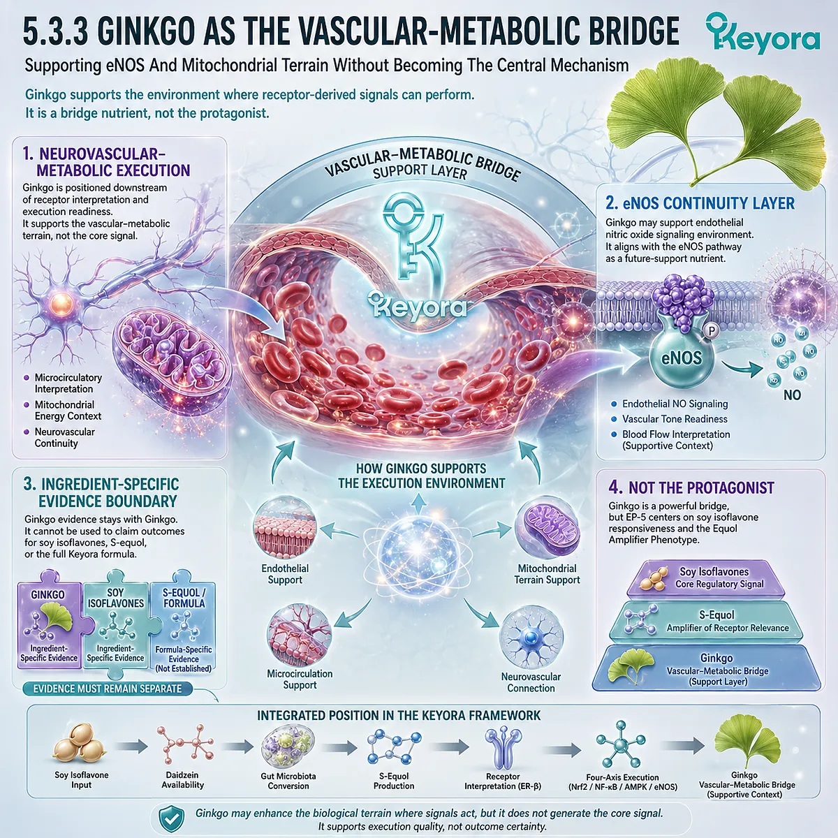 Ginkgo supports eNOS continuity, mitochondrial terrain, and neurovascular metabolism beside ER-β-centered soy isoflavone signaling. Ginkgo supports eNOS continuity, mitochondrial terrain, and neurovascular metabolism beside ER-β-centered soy isoflavone signaling.