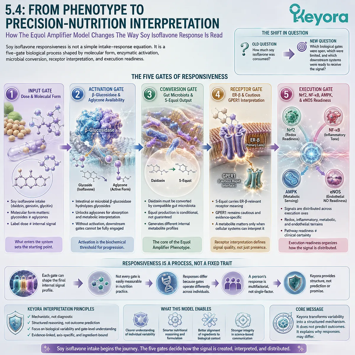 The five-gate responsiveness model integrates microbial conversion, ER-β interpretation, and four-axis execution into precision nutrition logic. The five-gate responsiveness model integrates microbial conversion, ER-β interpretation, and four-axis execution into precision nutrition logic.