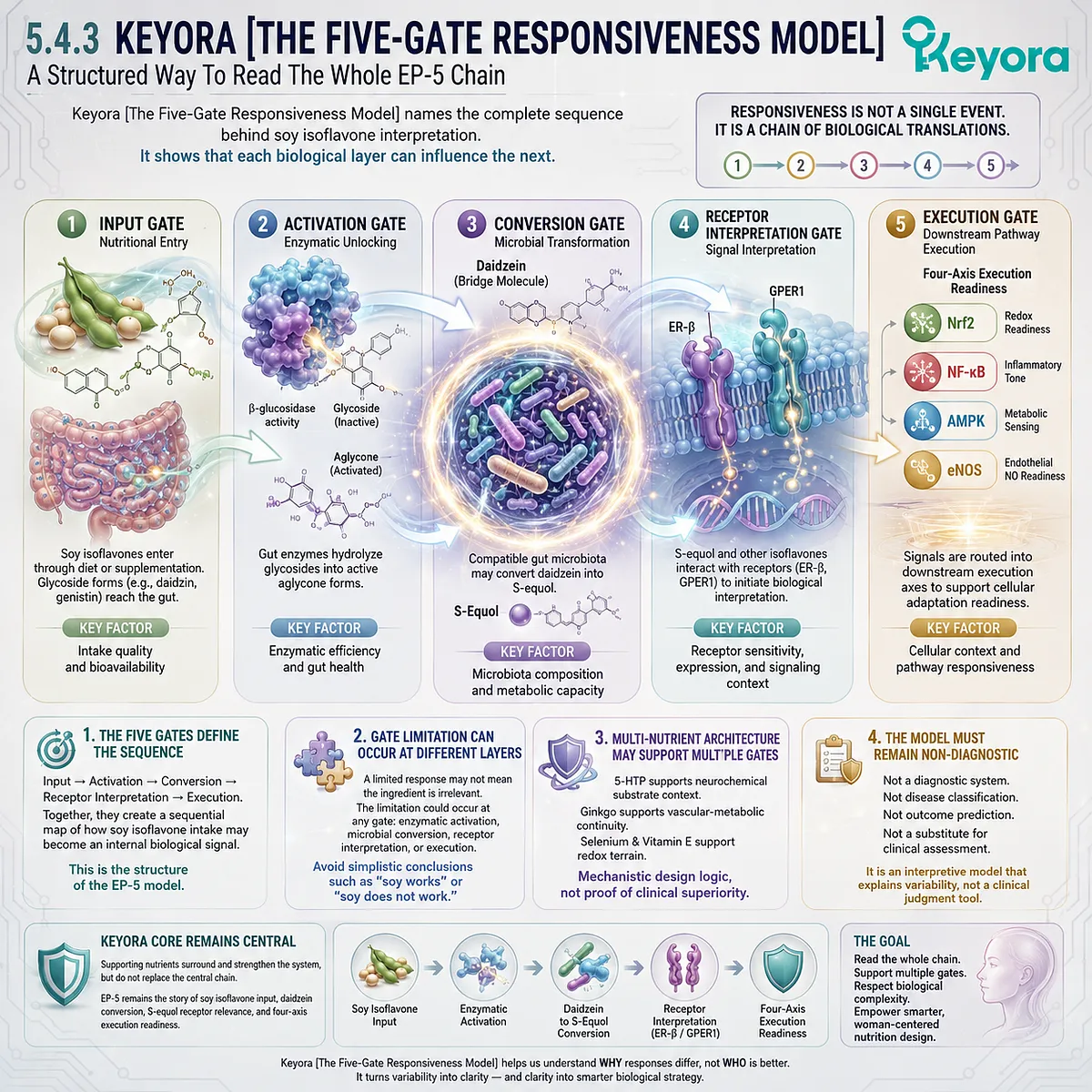 The Five-Gate Responsiveness Model maps activation, microbial conversion, ER-β signaling, and execution-pathway variability in soy biology. The Five-Gate Responsiveness Model maps activation, microbial conversion, ER-β signaling, and execution-pathway variability in soy biology.