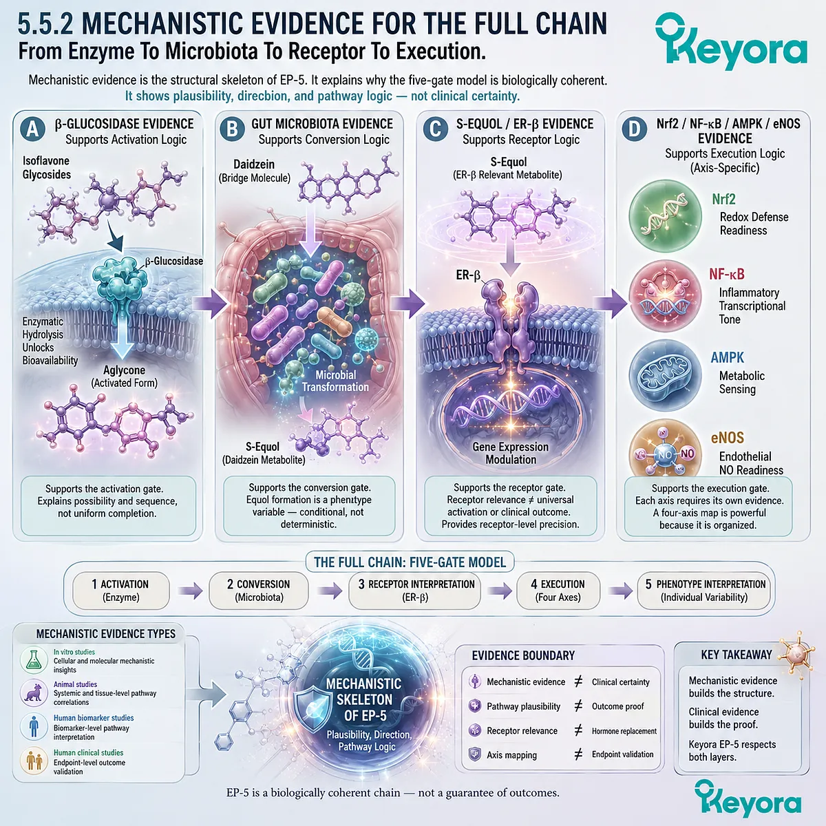 Mechanistic evidence links β-glucosidase activation, microbial conversion, ER-β signaling, and four-axis execution into soy responsiveness logic. Mechanistic evidence links β-glucosidase activation, microbial conversion, ER-β signaling, and four-axis execution into soy responsiveness logic.