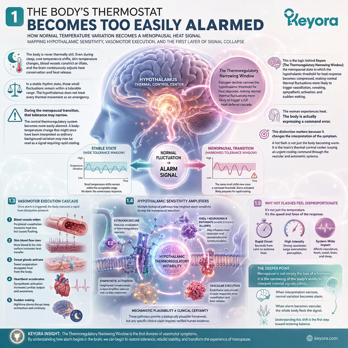 Hypothalamic instability compresses the Thermoregulatory Narrowing Window, triggering vasomotor surges, sympathetic activation, and sleep disruption. Hypothalamic instability compresses the Thermoregulatory Narrowing Window, triggering vasomotor surges, sympathetic activation, and sleep disruption.