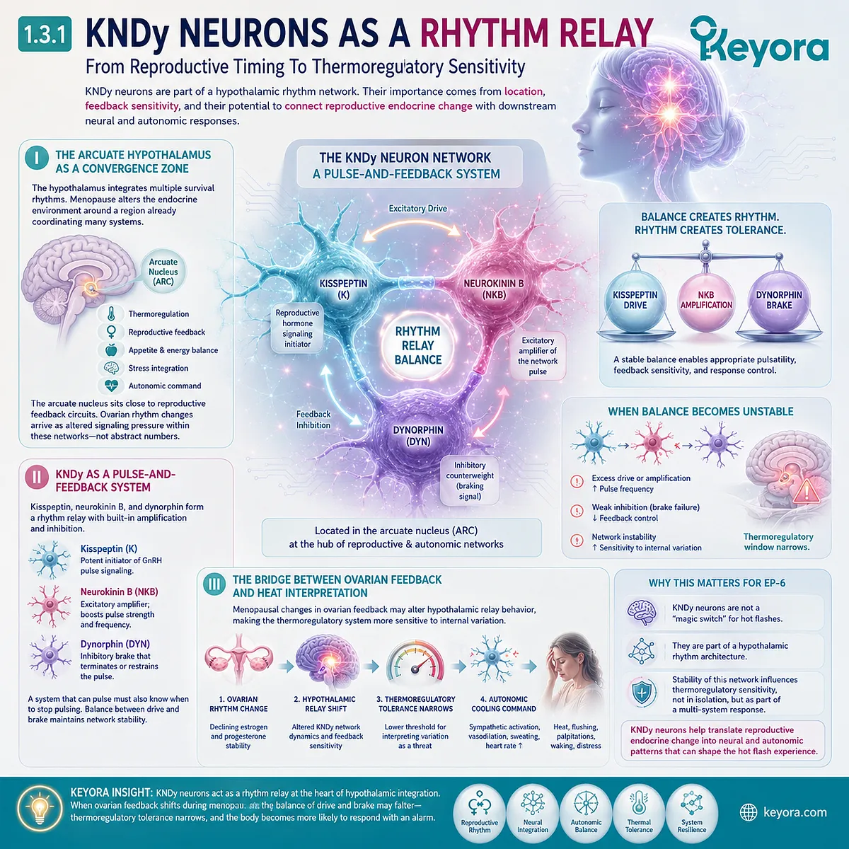 KNDy rhythm relays connect ovarian feedback instability to hypothalamic thermoregulation, autonomic activation, and vasomotor sensitivity. KNDy rhythm relays connect ovarian feedback instability to hypothalamic thermoregulation, autonomic activation, and vasomotor sensitivity.