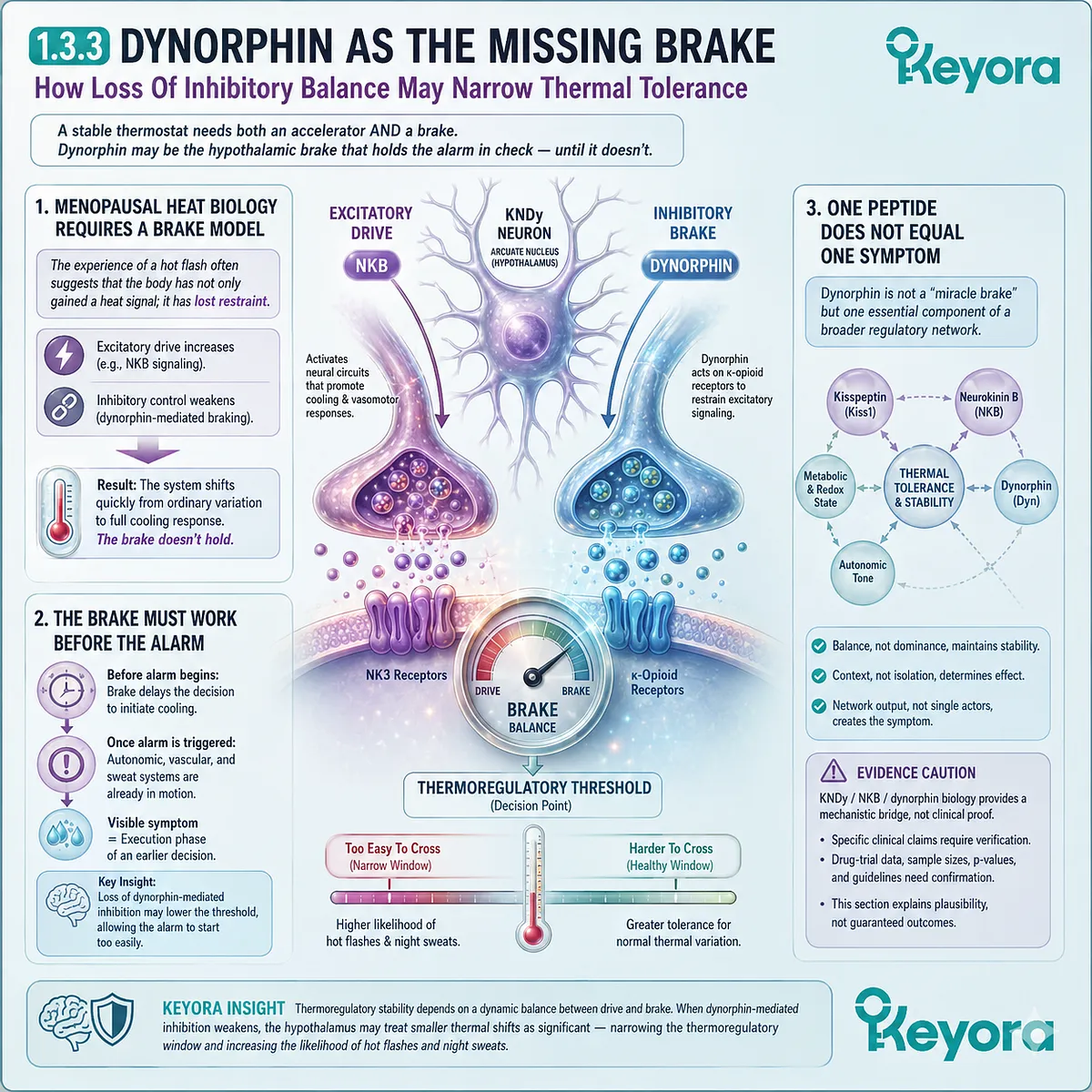 Dynorphin inhibitory signaling may stabilize thermoregulatory thresholds by buffering hypothalamic excitatory drive and vasomotor alarm. Dynorphin inhibitory signaling may stabilize thermoregulatory thresholds by buffering hypothalamic excitatory drive and vasomotor alarm.