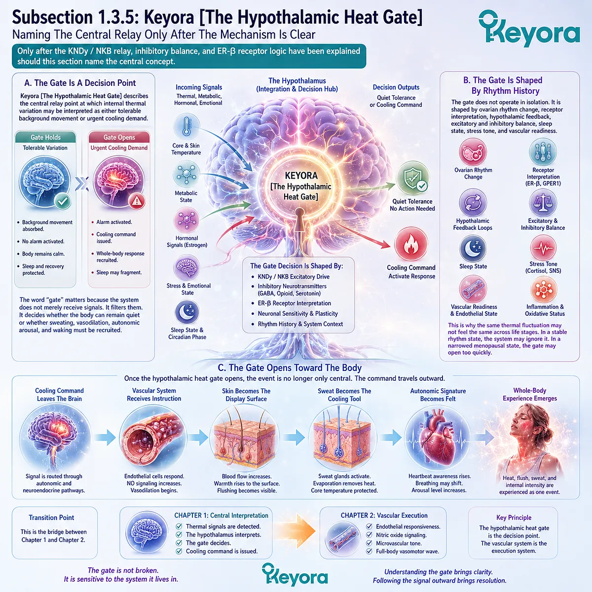 Hypothalamic Heat Gate filters thermal signals through ER-β, KNDy balance, and autonomic vasomotor activation pathways. Hypothalamic Heat Gate filters thermal signals through ER-β, KNDy balance, and autonomic vasomotor activation pathways.