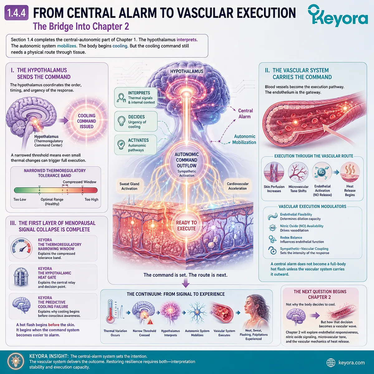 Hypothalamic alarm signals transition into vascular execution through endothelial responsiveness, nitric oxide signaling, and microvascular heat release. Hypothalamic alarm signals transition into vascular execution through endothelial responsiveness, nitric oxide signaling, and microvascular heat release.