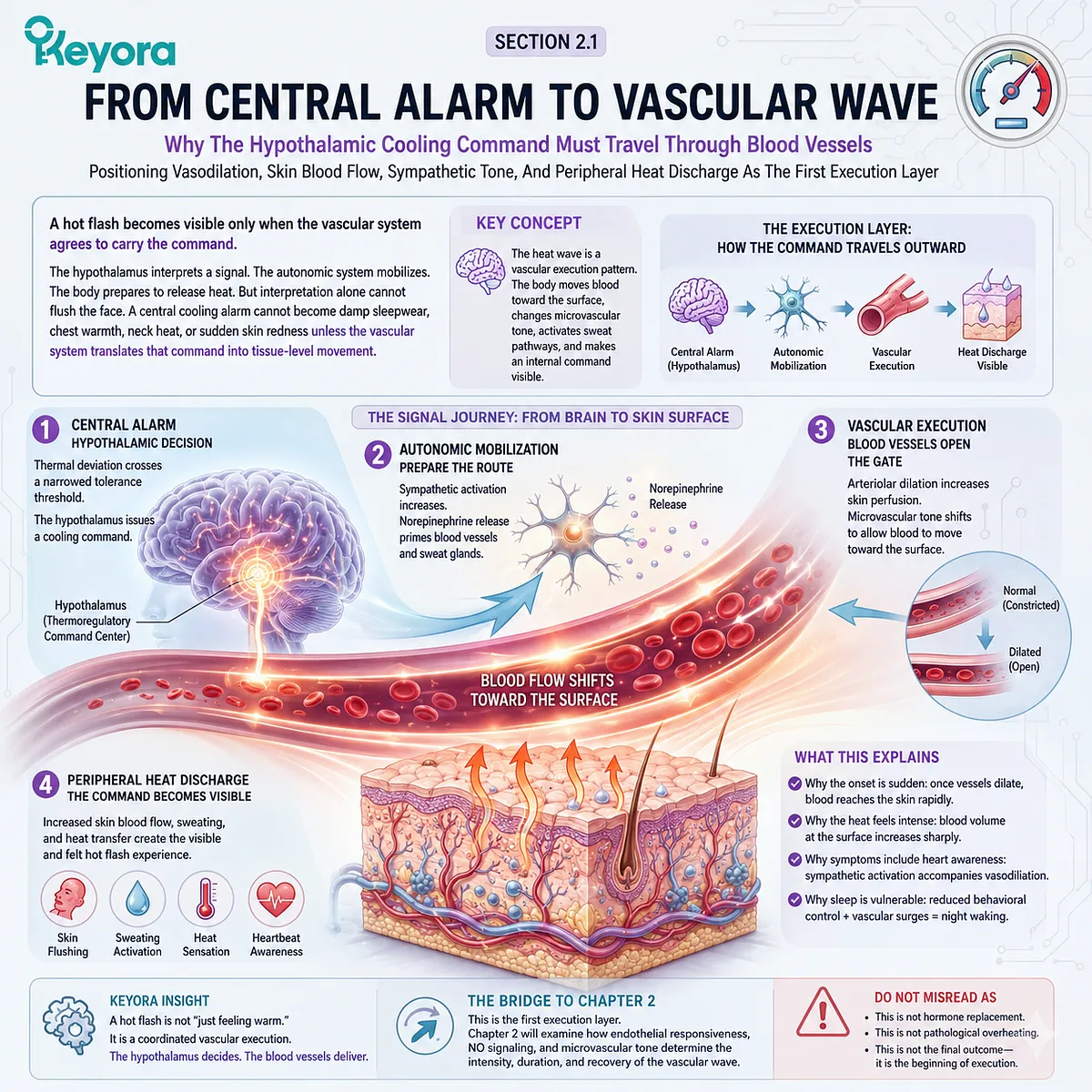 Hypothalamic cooling signals trigger vasodilation and microvascular redistribution, exposing the Neuro-Endocrine Storm through systemic heat discharge. Hypothalamic cooling signals trigger vasodilation and microvascular redistribution, exposing the Neuro-Endocrine Storm through systemic heat discharge.