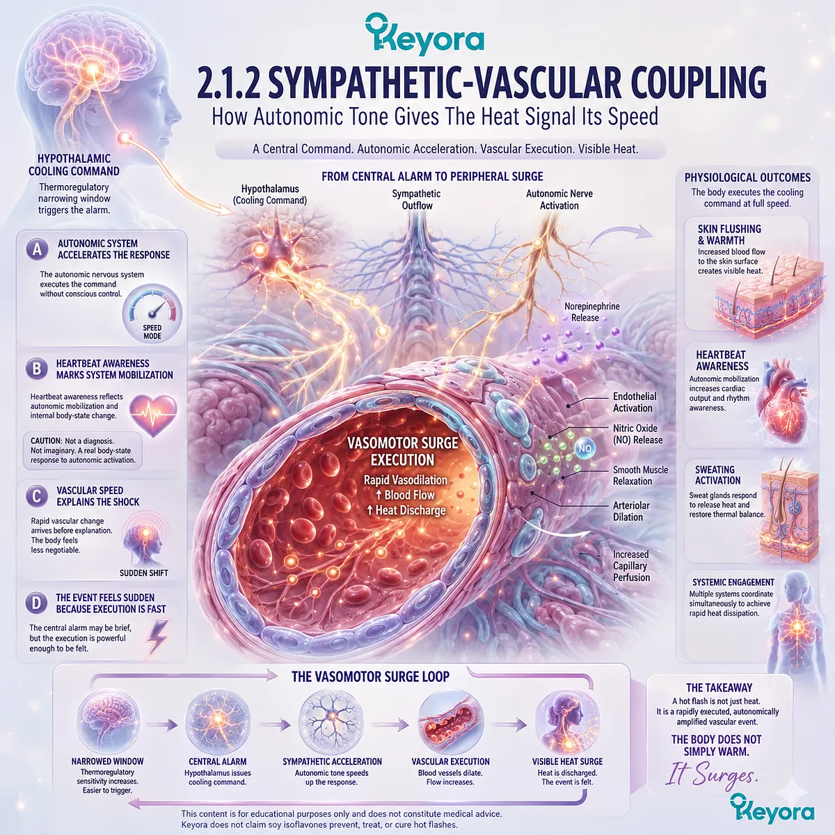 Sympathetic-vascular coupling accelerates vasomotor execution, amplifying the Neuro-Endocrine Storm through rapid blood flow and autonomic surge. Sympathetic-vascular coupling accelerates vasomotor execution, amplifying the Neuro-Endocrine Storm through rapid blood flow and autonomic surge.