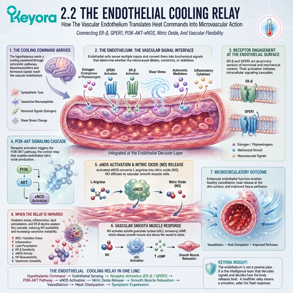 ER-β and PI3K-AKT-eNOS signaling regulate endothelial nitric oxide flow, shaping vascular flexibility during the Neuro-Endocrine Storm. ER-β and PI3K-AKT-eNOS signaling regulate endothelial nitric oxide flow, shaping vascular flexibility during the Neuro-Endocrine Storm.
