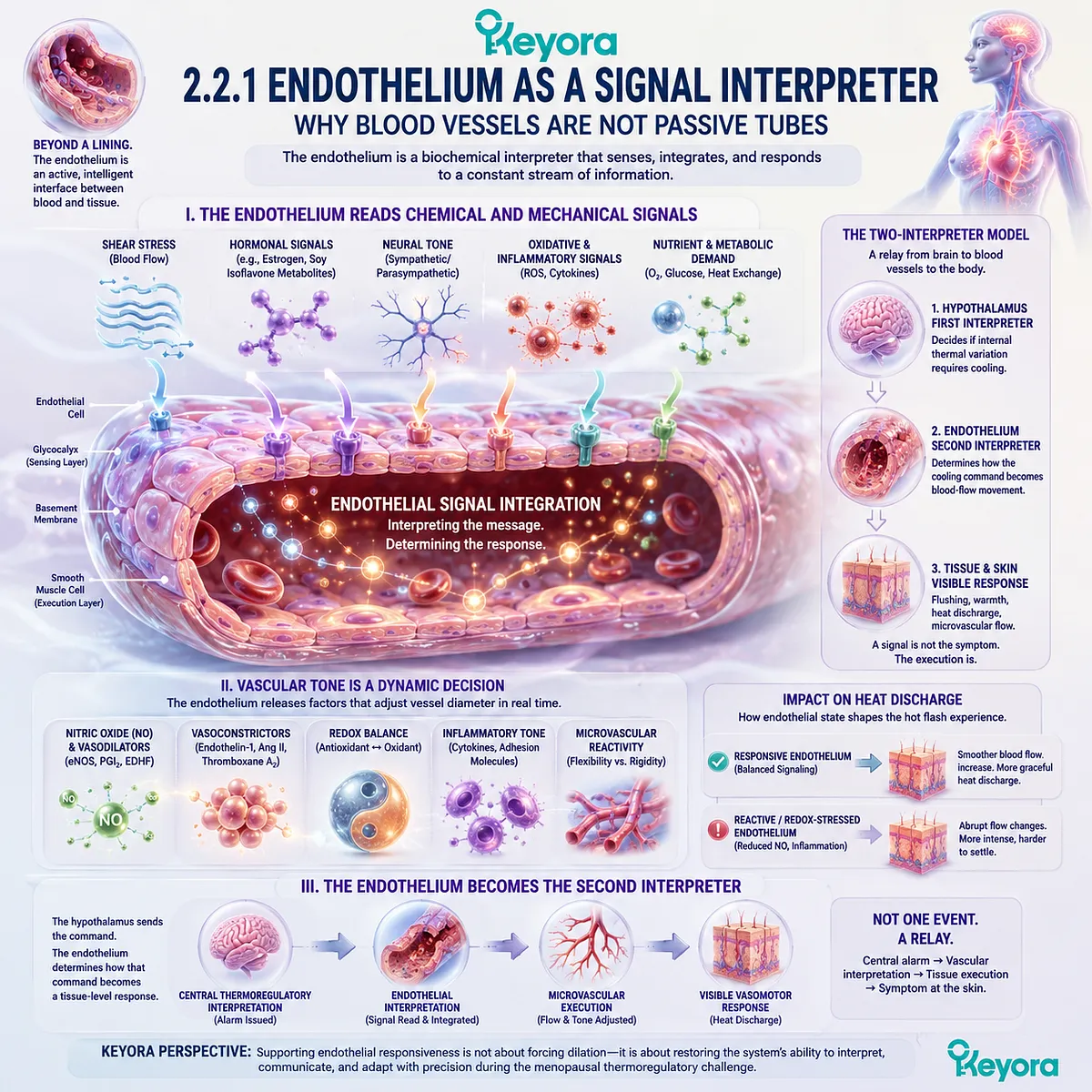 Endothelial nitric oxide signaling interprets thermoregulatory commands, shaping vascular tone and amplifying the Neuro-Endocrine Storm. Endothelial nitric oxide signaling interprets thermoregulatory commands, shaping vascular tone and amplifying the Neuro-Endocrine Storm.