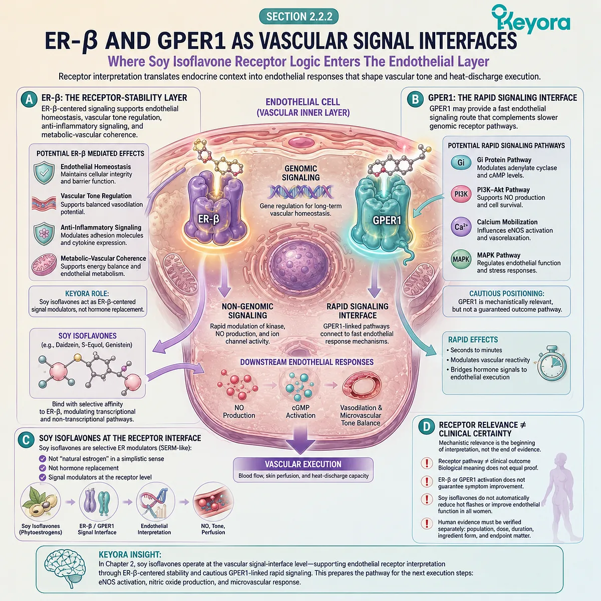 ER-β and GPER1 signaling shape endothelial interpretation, influencing nitric oxide flow and vascular flexibility during the Neuro-Endocrine Storm. ER-β and GPER1 signaling shape endothelial interpretation, influencing nitric oxide flow and vascular flexibility during the Neuro-Endocrine Storm.