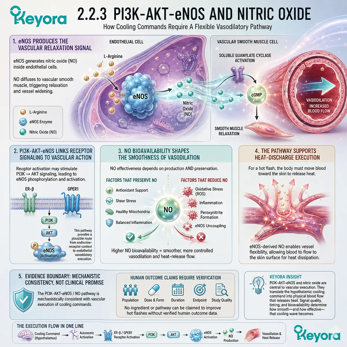 PI3K-AKT-eNOS signaling regulates nitric oxide bioavailability, enabling vascular flexibility during thermoregulatory Neuro-Endocrine Storm execution. PI3K-AKT-eNOS signaling regulates nitric oxide bioavailability, enabling vascular flexibility during thermoregulatory Neuro-Endocrine Storm execution.