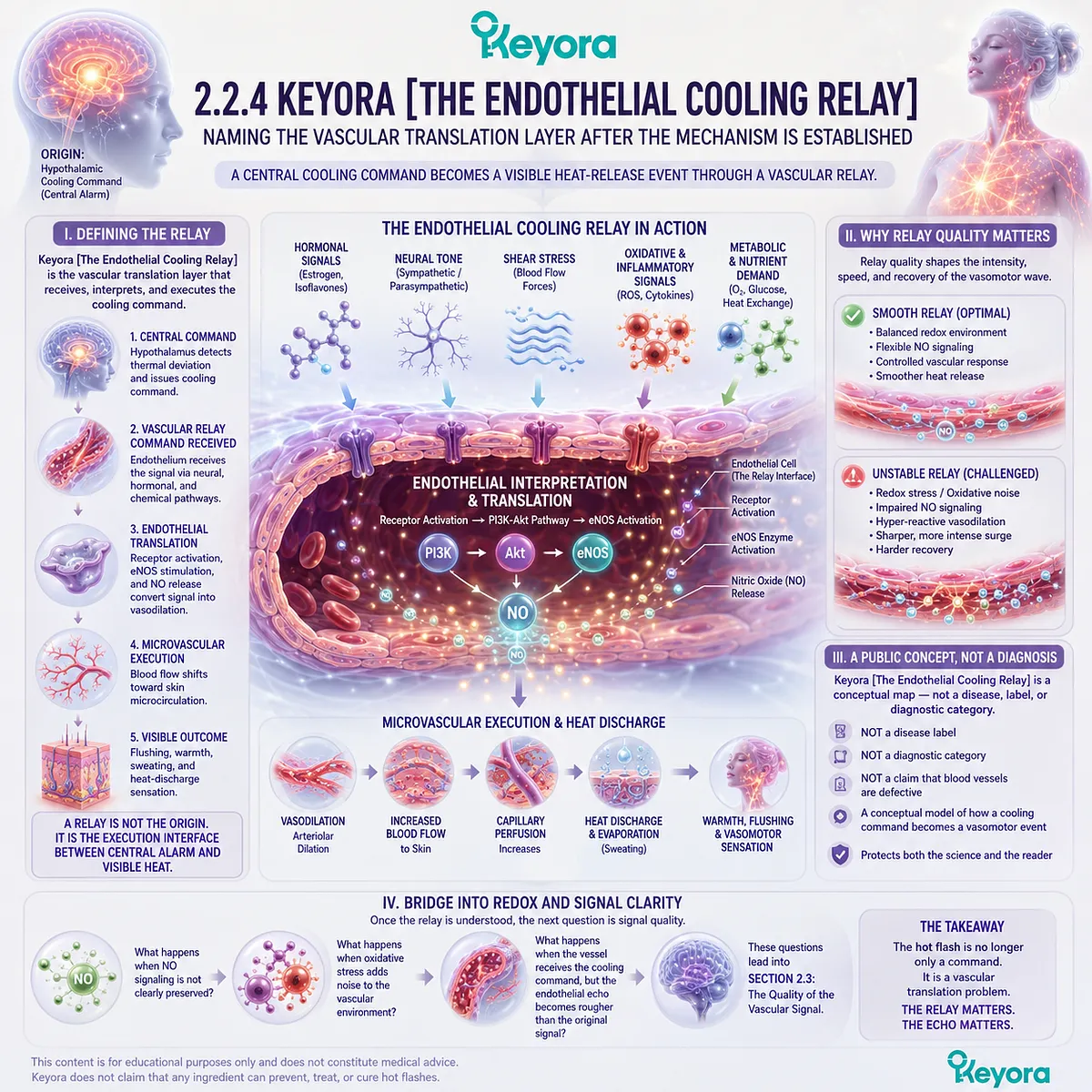 The Endothelial Cooling Relay translates hypothalamic heat commands through nitric oxide signaling, shaping vascular tone and Neuro-Endocrine Storm intensity. The Endothelial Cooling Relay translates hypothalamic heat commands through nitric oxide signaling, shaping vascular tone and Neuro-Endocrine Storm intensity.