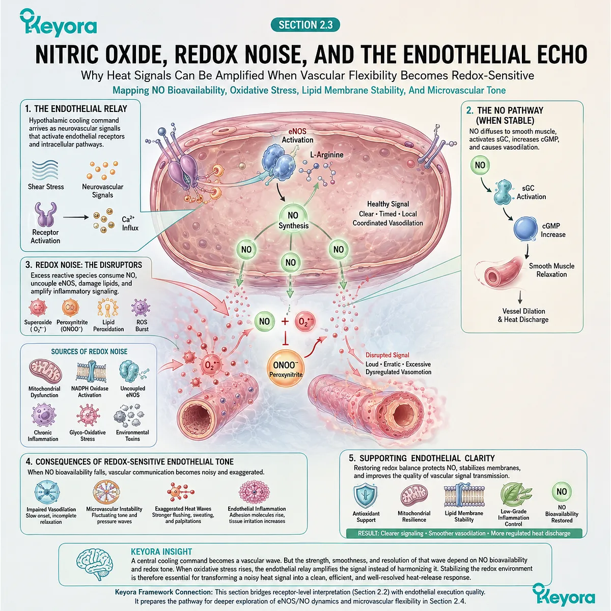Redox stress disrupts nitric oxide bioavailability, amplifying endothelial echo and destabilizing vascular flexibility during the Neuro-Endocrine Storm. Redox stress disrupts nitric oxide bioavailability, amplifying endothelial echo and destabilizing vascular flexibility during the Neuro-Endocrine Storm.