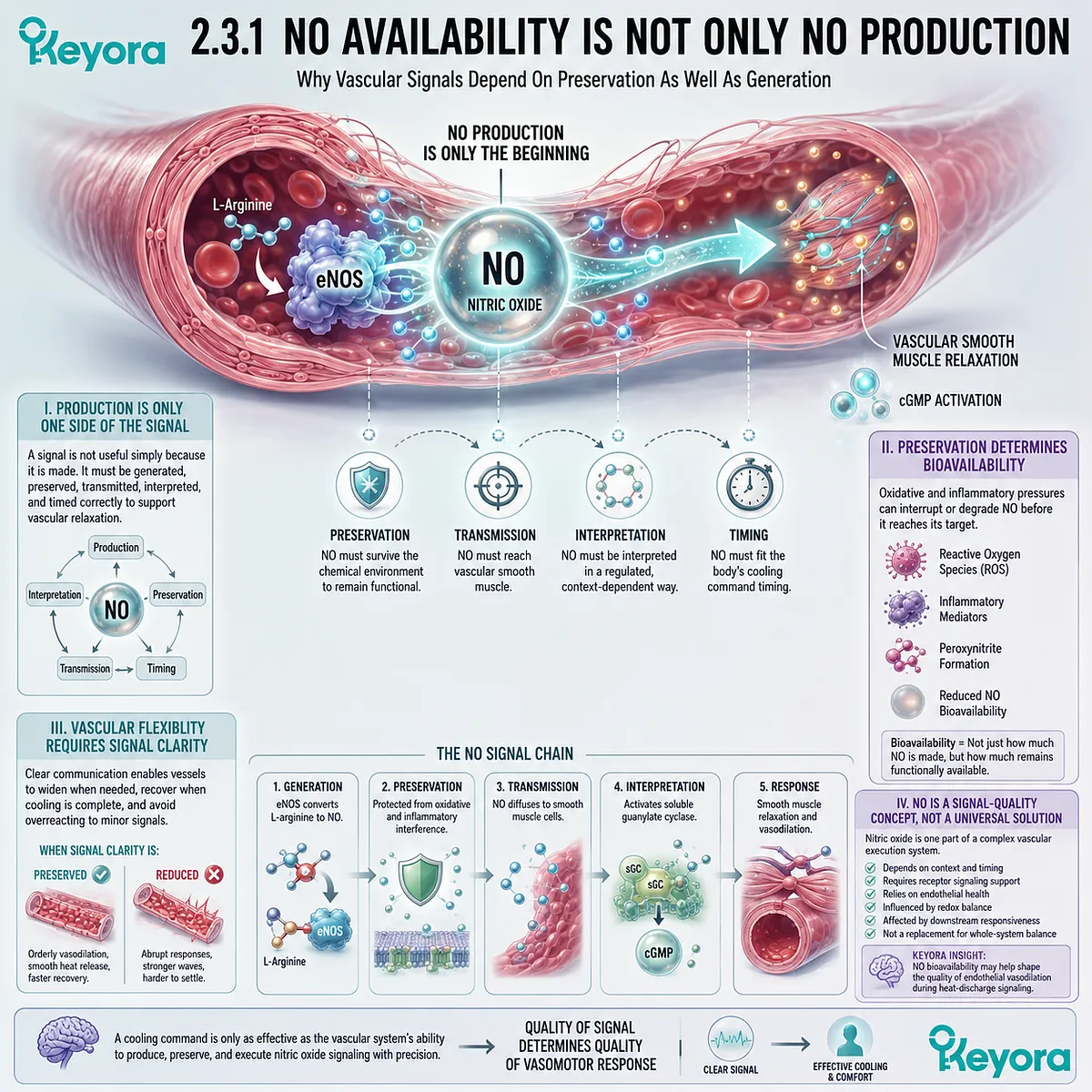 Nitric oxide bioavailability depends on redox preservation, shaping endothelial signal clarity and vascular flexibility during the Neuro-Endocrine Storm. Nitric oxide bioavailability depends on redox preservation, shaping endothelial signal clarity and vascular flexibility during the Neuro-Endocrine Storm.