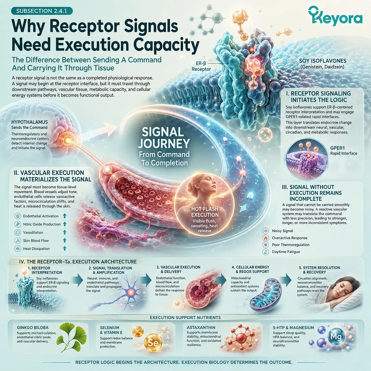 ER-β receptor signaling requires vascular-metabolic execution capacity to sustain nitric oxide flow and Neuro-Endocrine Storm regulation. ER-β receptor signaling requires vascular-metabolic execution capacity to sustain nitric oxide flow and Neuro-Endocrine Storm regulation.