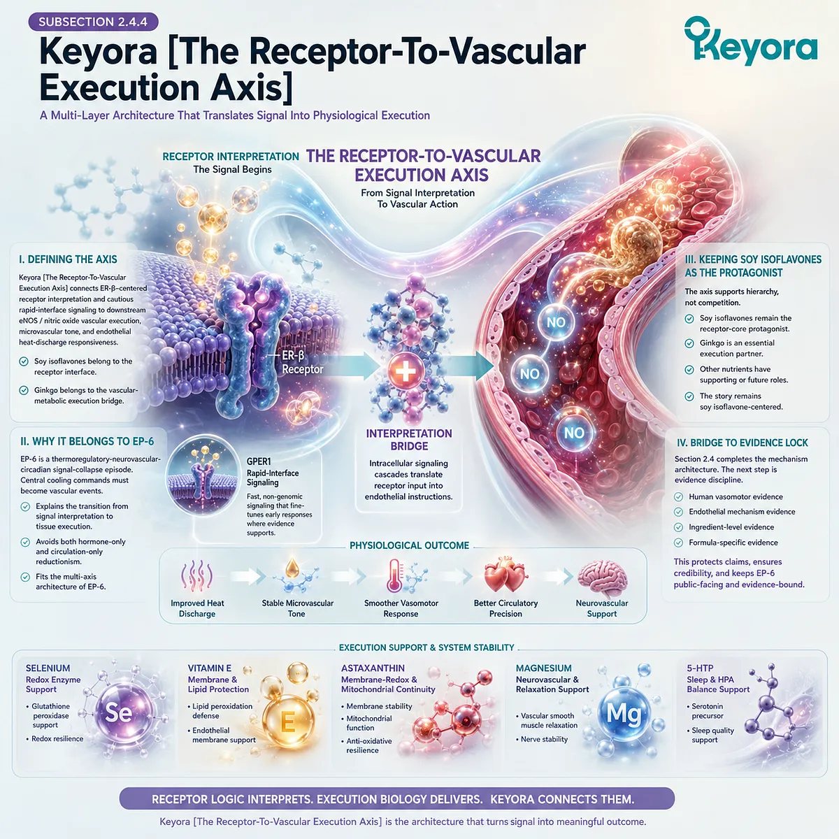 The Receptor-To-Vascular Execution Axis connects ER-β signaling to nitric oxide flow and endothelial heat-discharge execution during the Neuro-Endocrine Storm. The Receptor-To-Vascular Execution Axis connects ER-β signaling to nitric oxide flow and endothelial heat-discharge execution during the Neuro-Endocrine Storm.