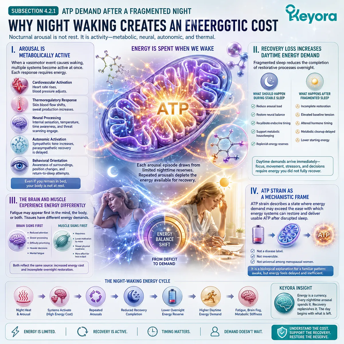 Night waking increases ATP demand, autonomic activation, and neurovascular workload, amplifying mitochondrial strain and fatigue. Night waking increases ATP demand, autonomic activation, and neurovascular workload, amplifying mitochondrial strain and fatigue.