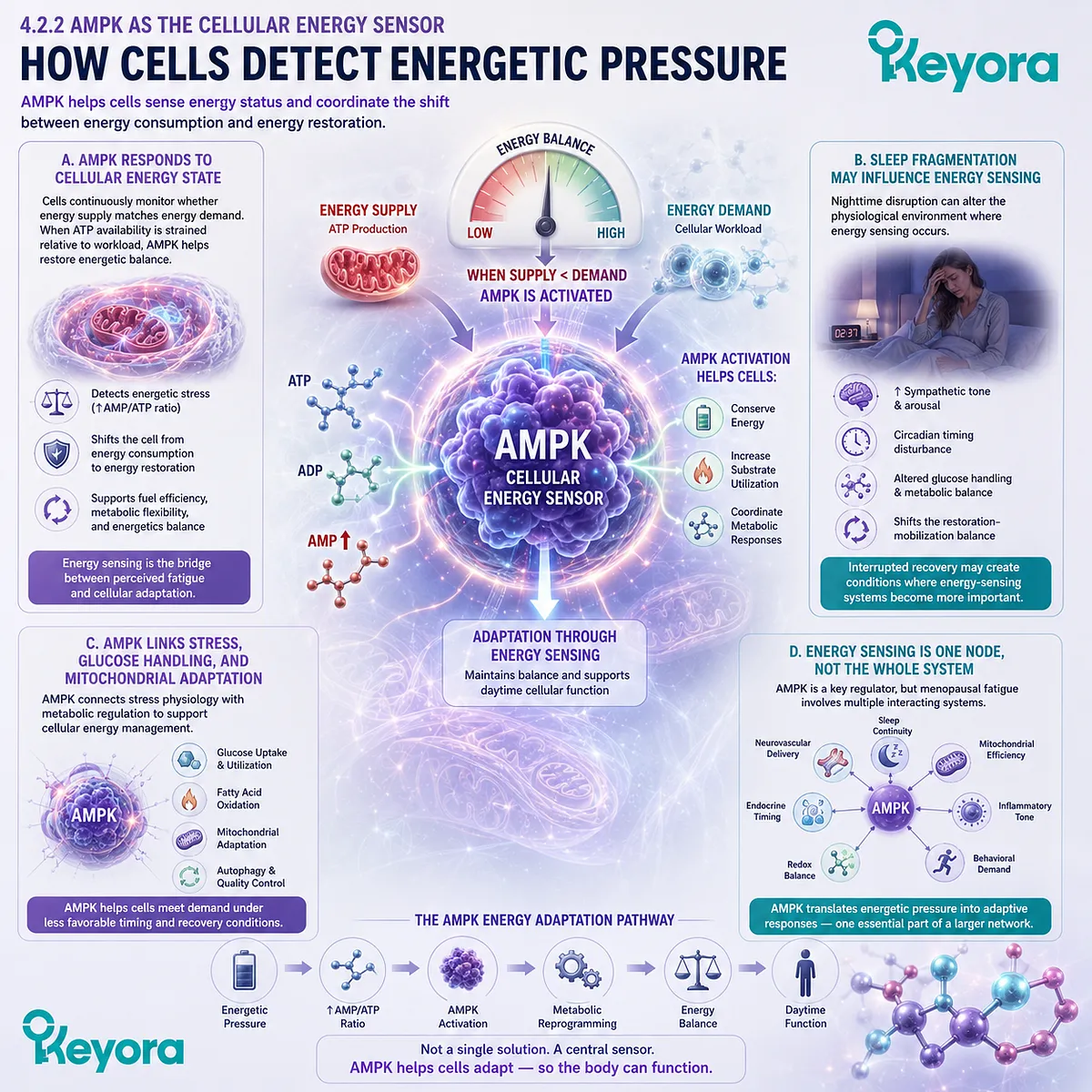 AMPK detects ATP strain, glucose imbalance, and mitochondrial pressure after sleep fragmentation, guiding cellular energy adaptation. AMPK detects ATP strain, glucose imbalance, and mitochondrial pressure after sleep fragmentation, guiding cellular energy adaptation.